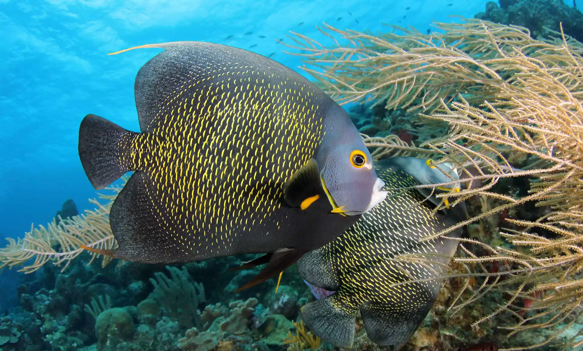 Photo de l'activité