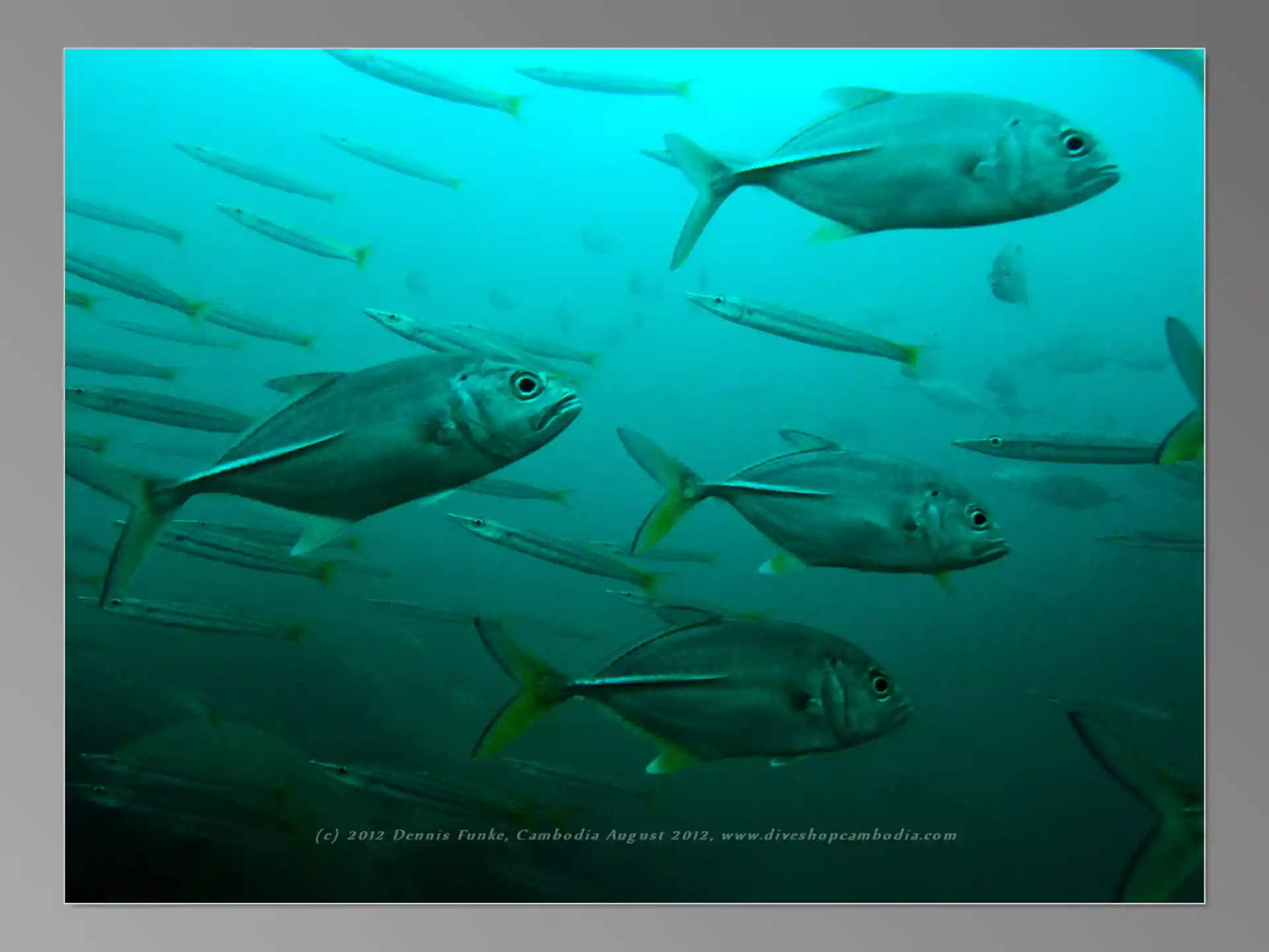 Dive site photo
