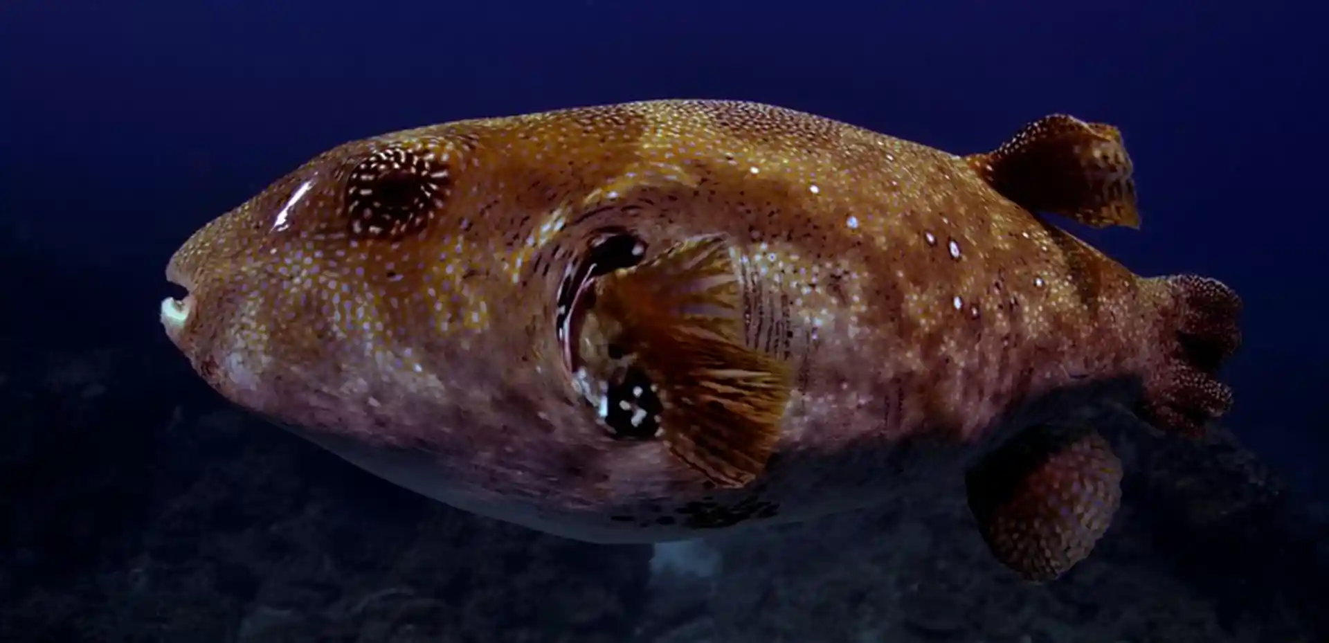 Dive site photo