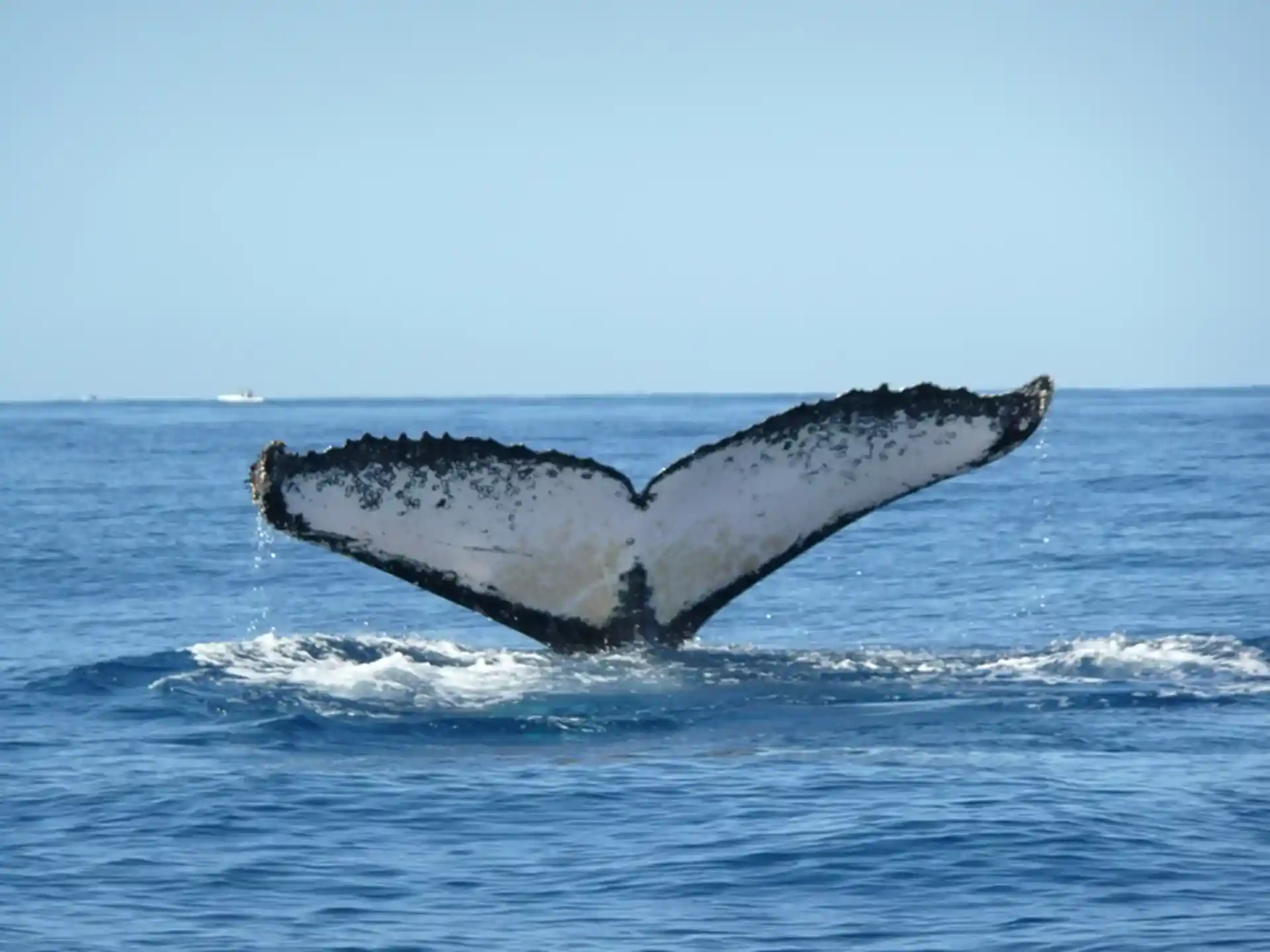 Photo de l'activité