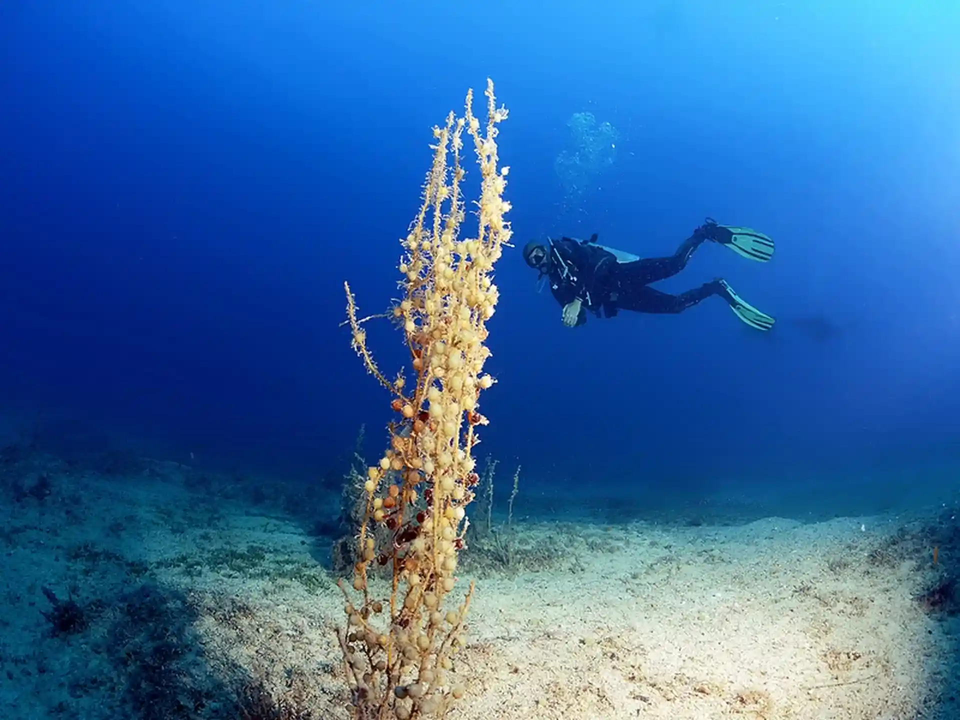 Dive site photo