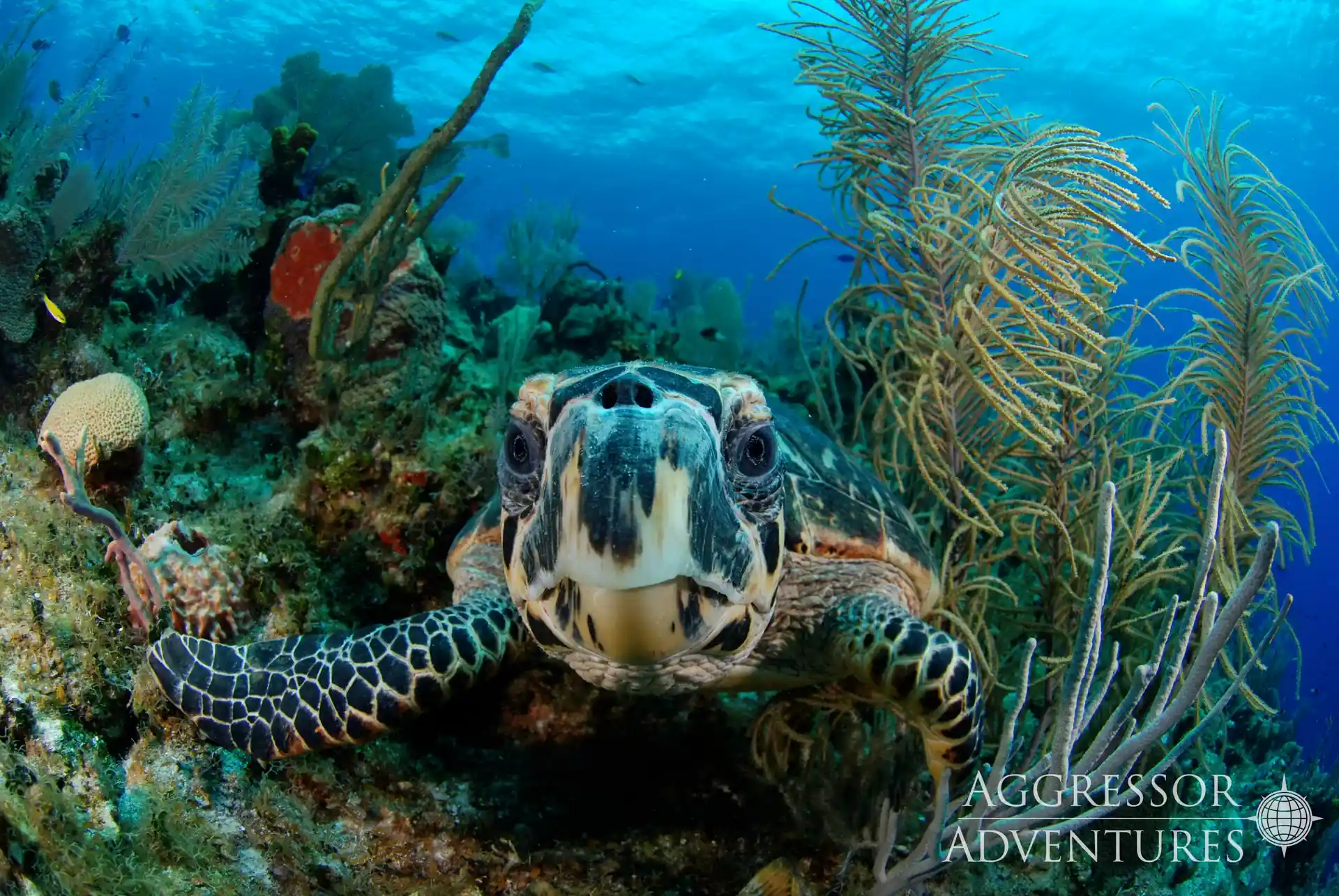 Dive shop photo