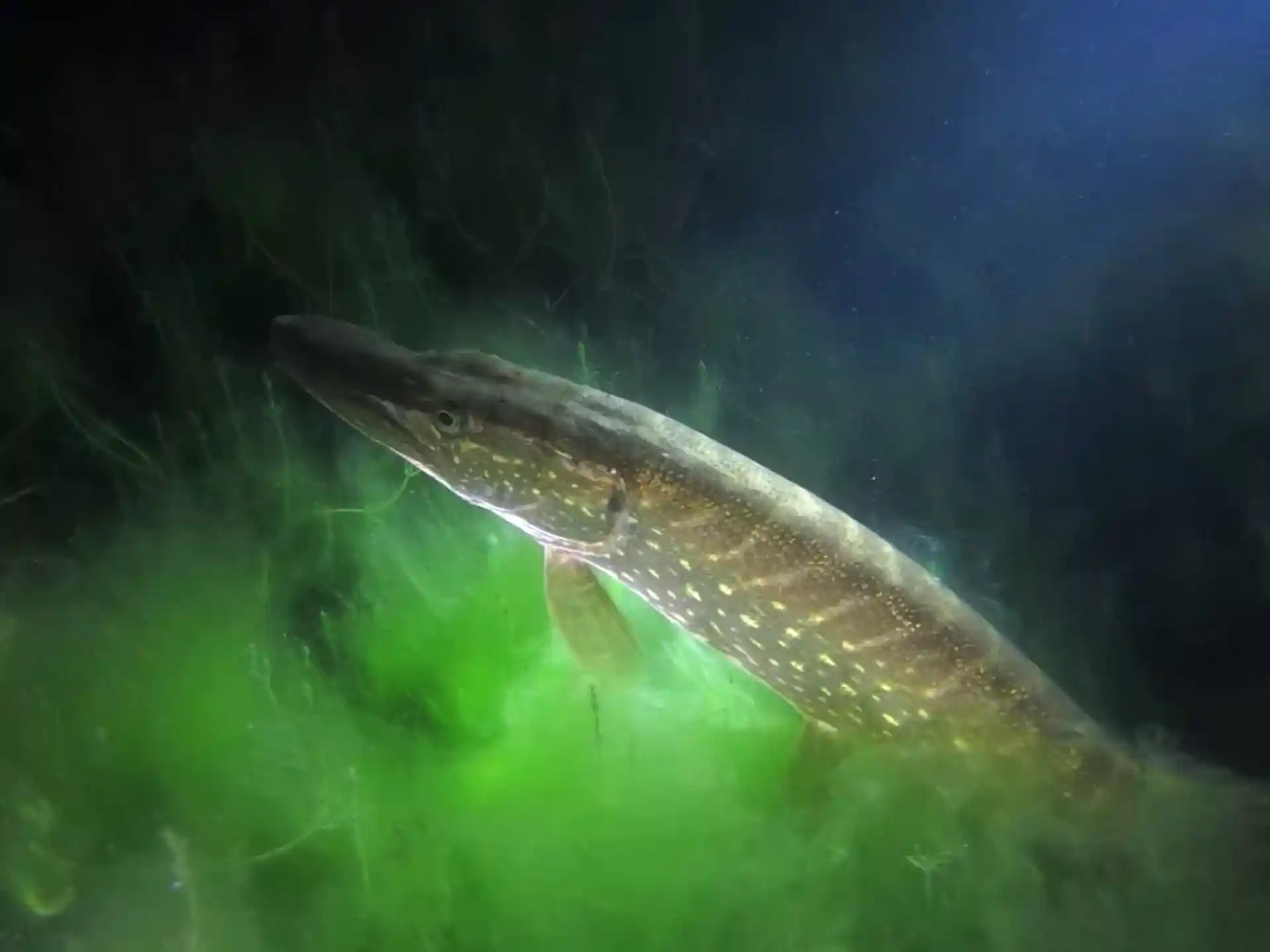 다이빙 포인트 사진