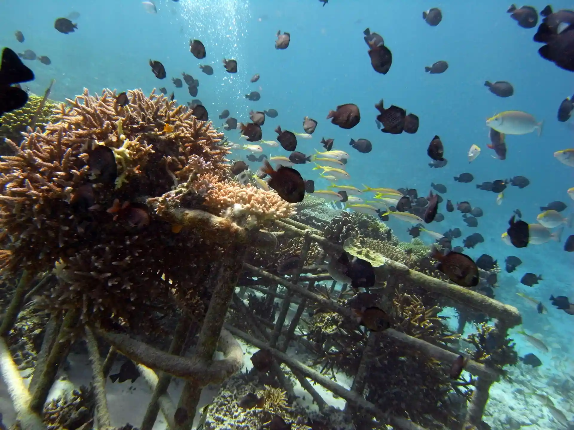 充满生命的生物岩礁