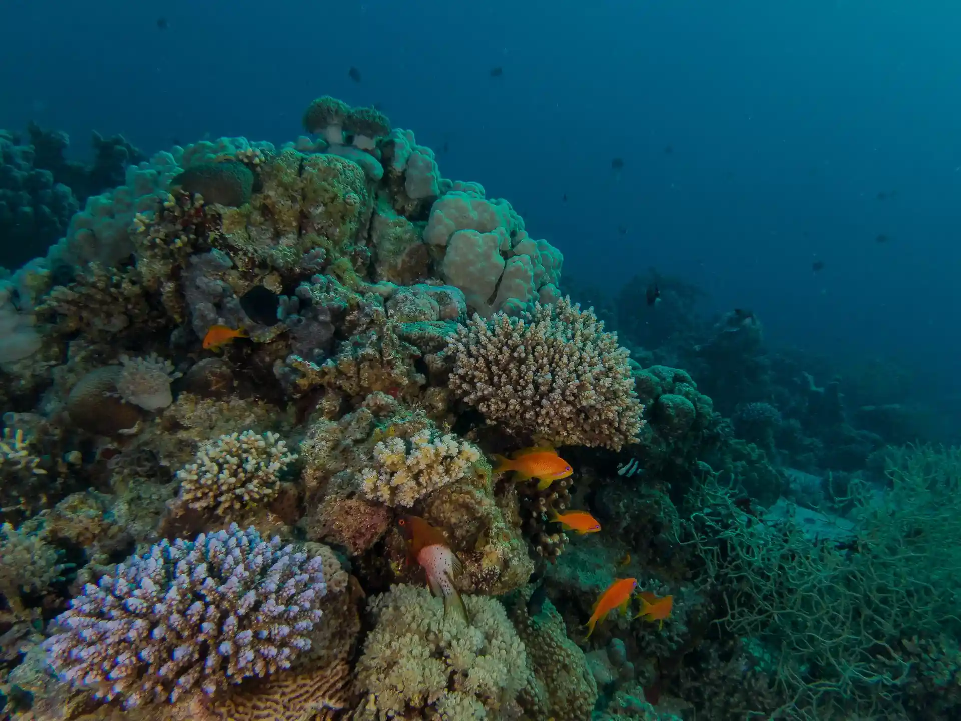 Dive site photo