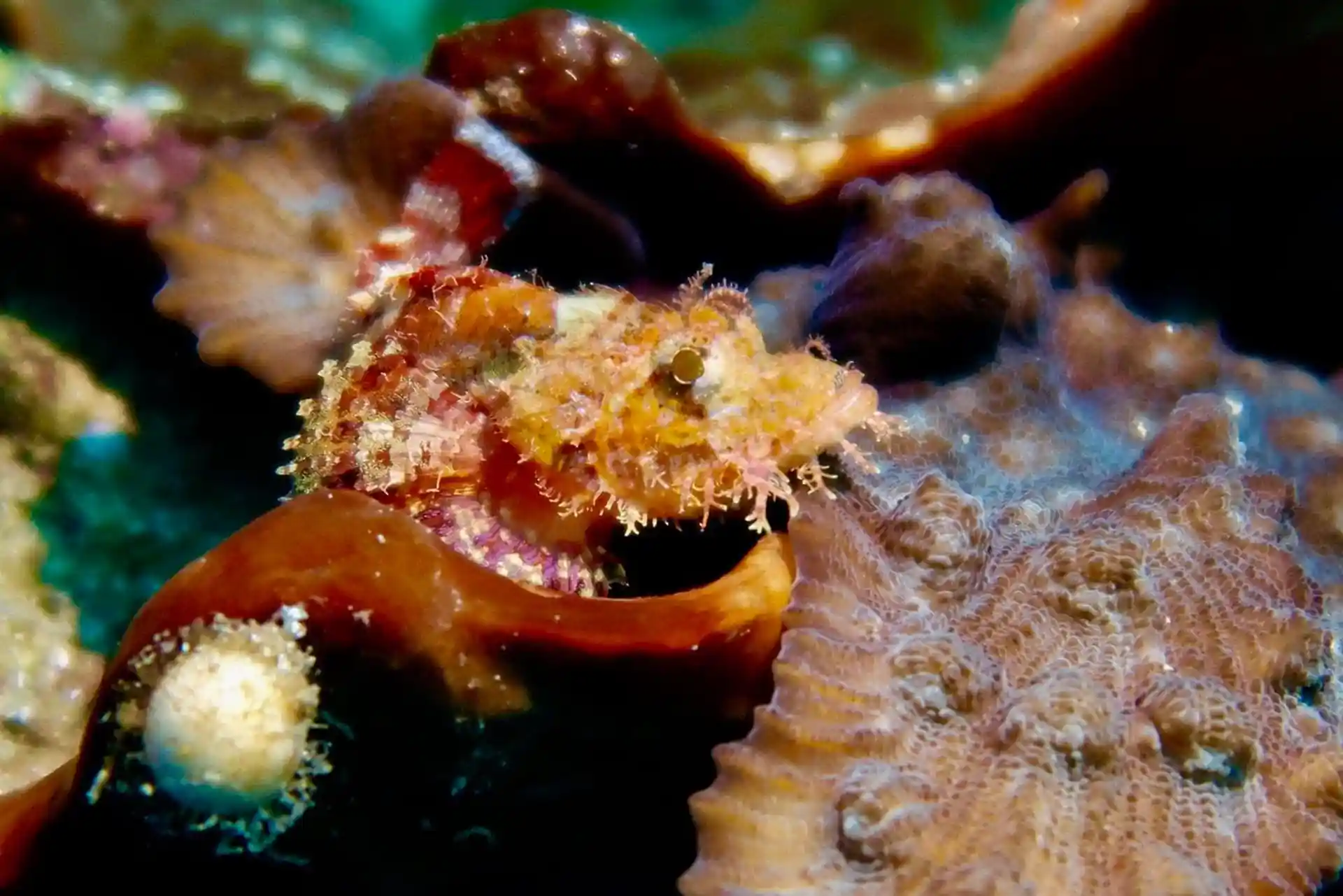 Dive site photo