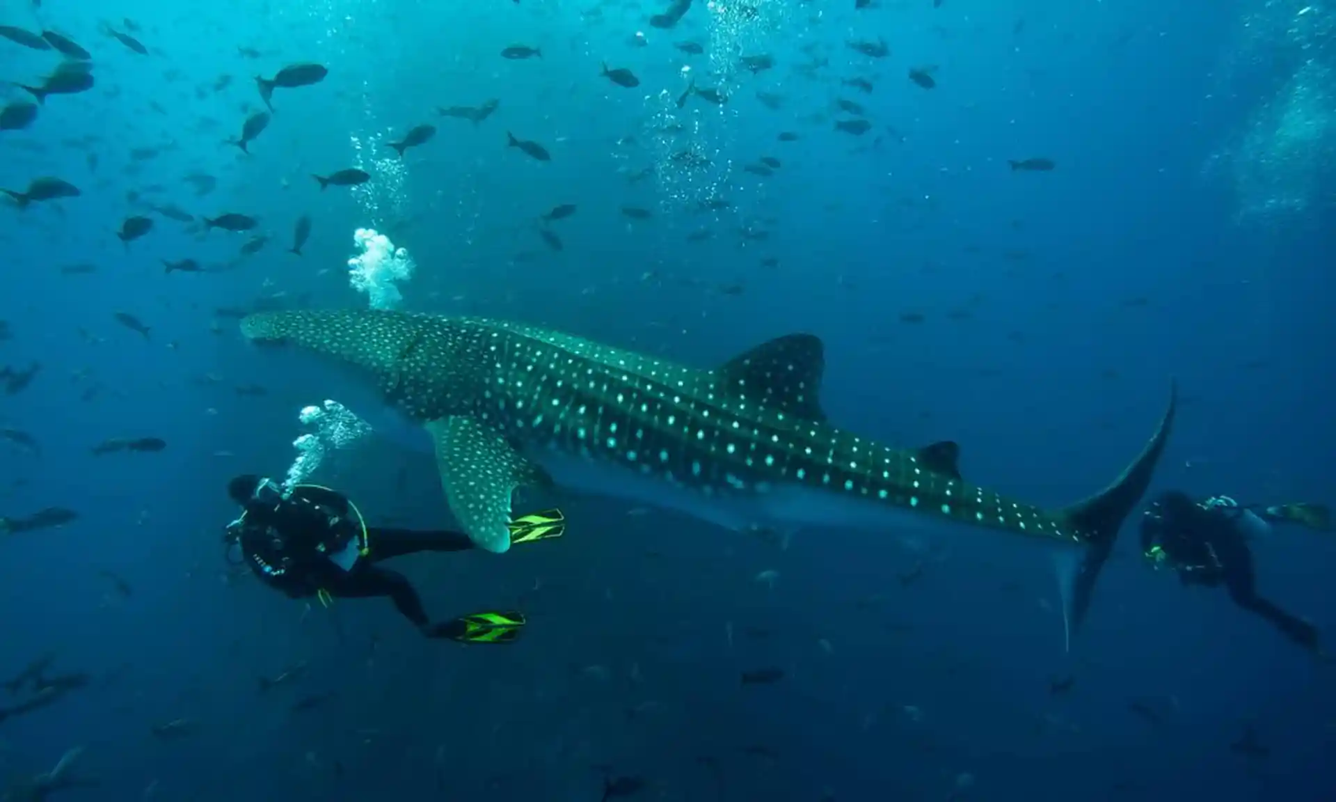 Whale shark