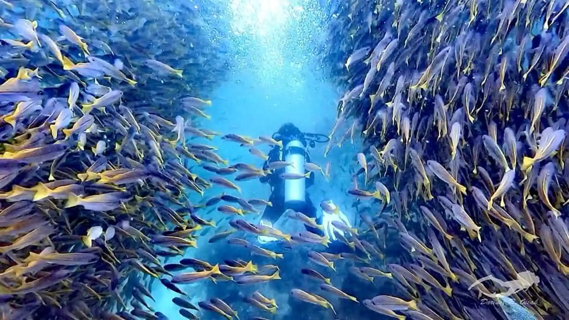 Dive site photo