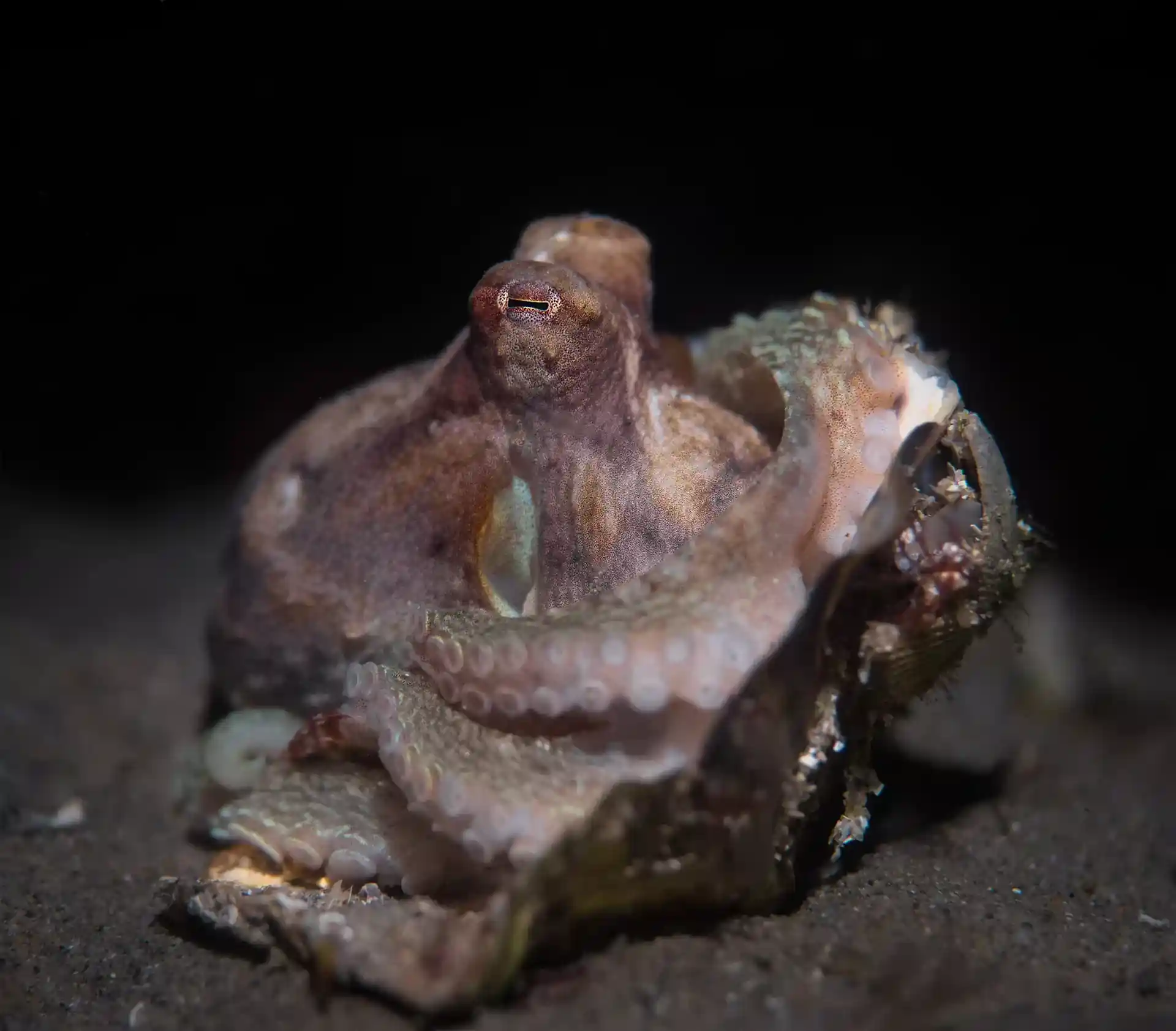 ダイビングサイトの写真