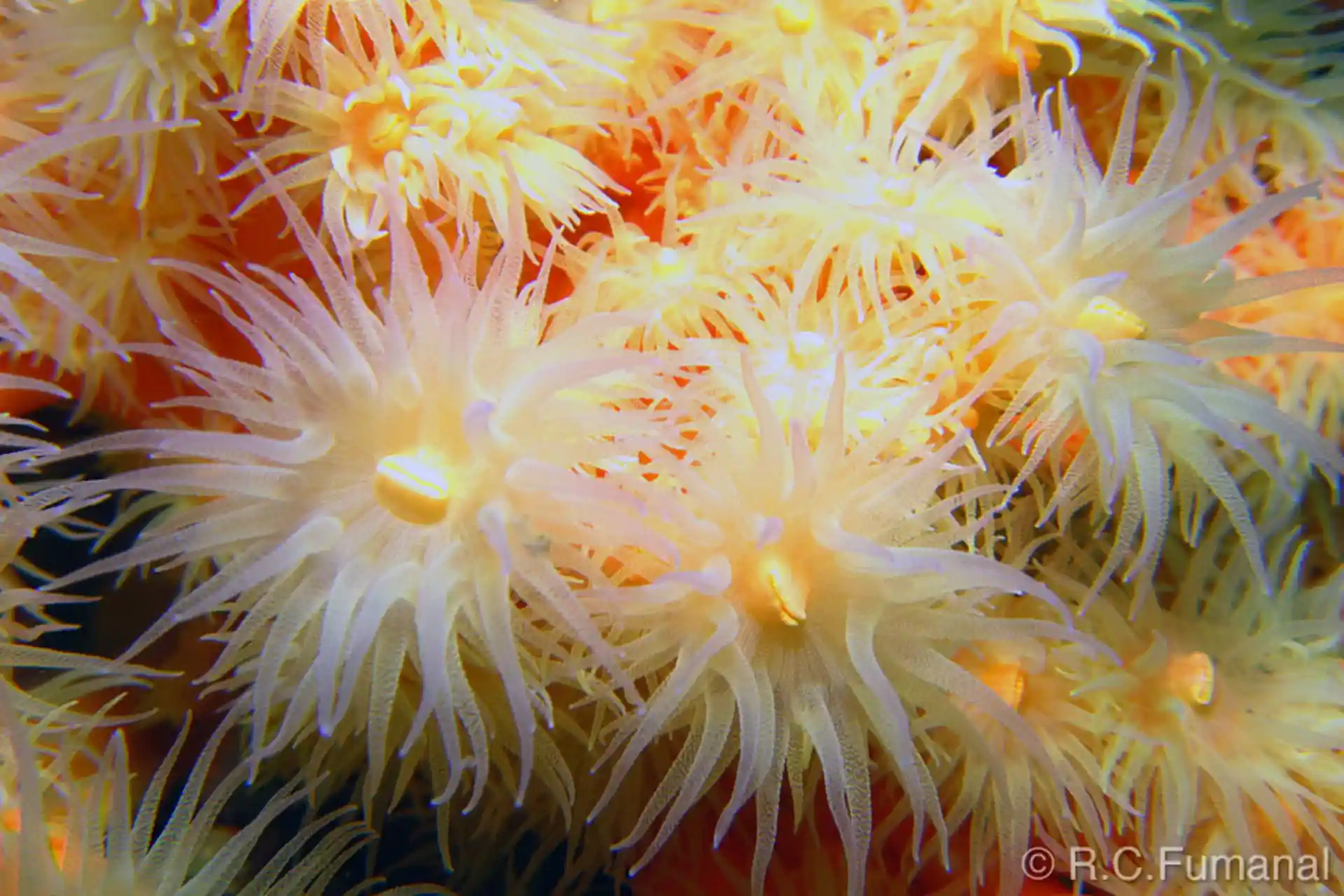 Foto del sitio de buceo