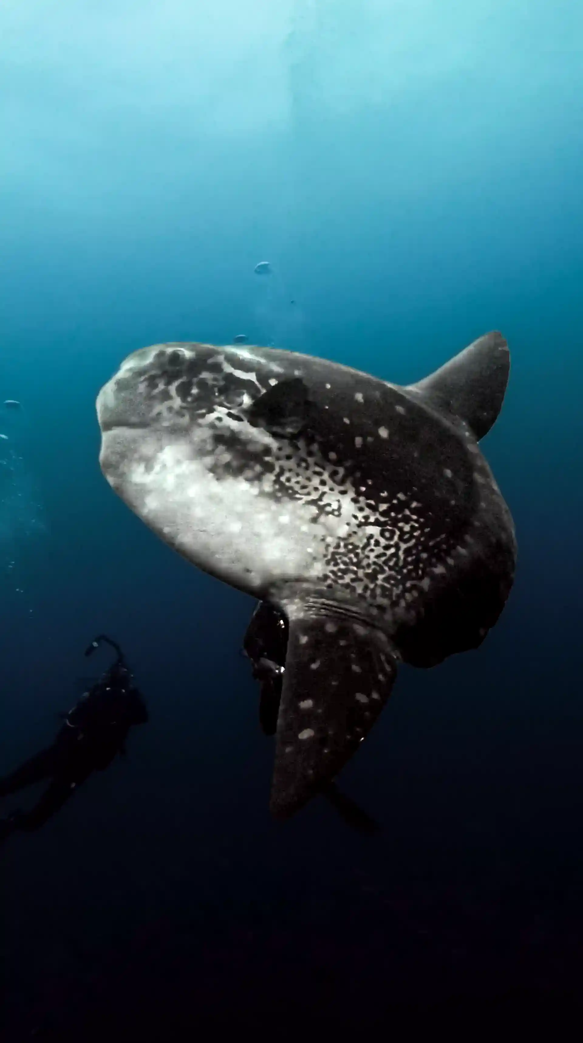 The mola mola!
