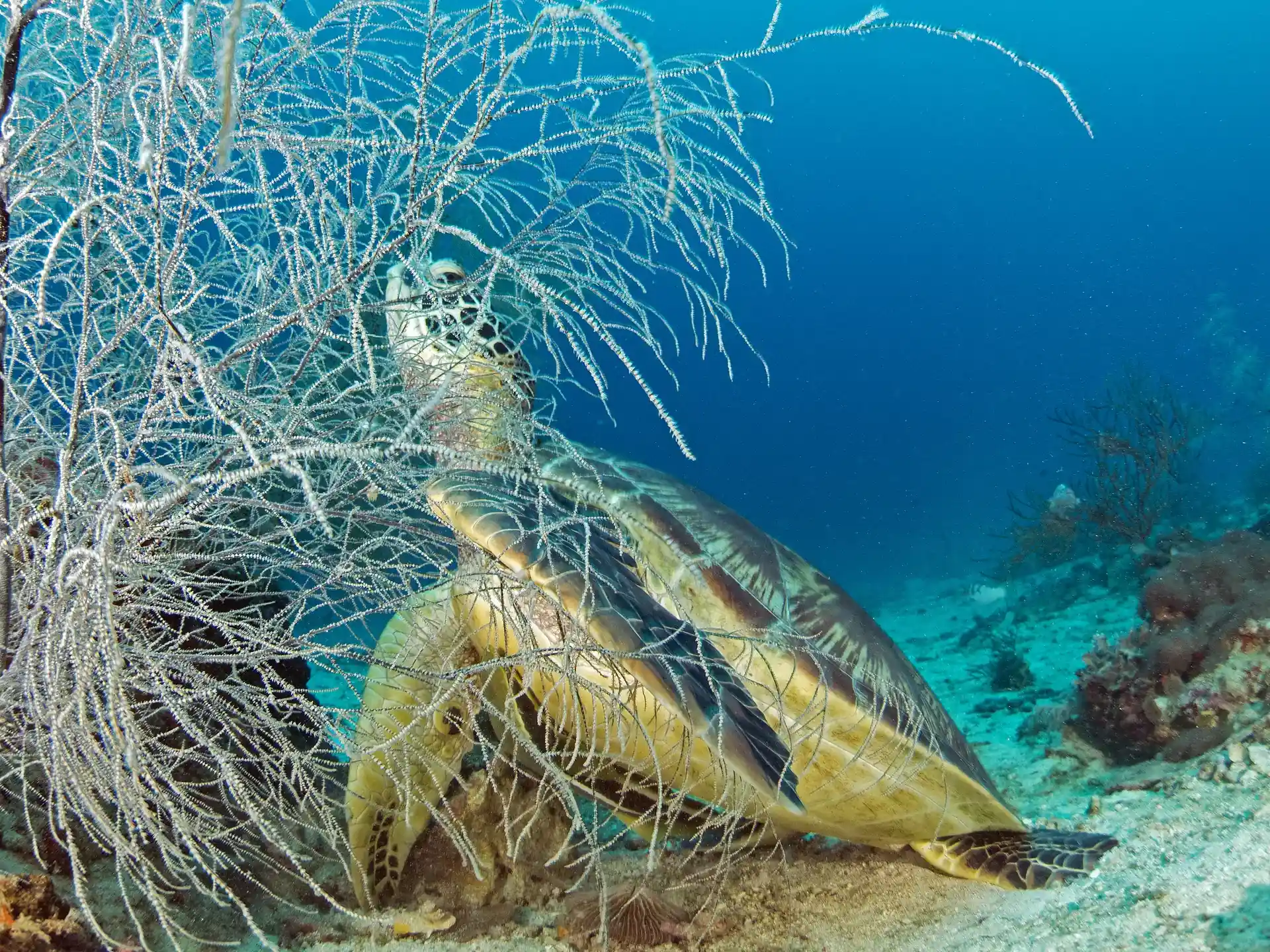 Dive site photo