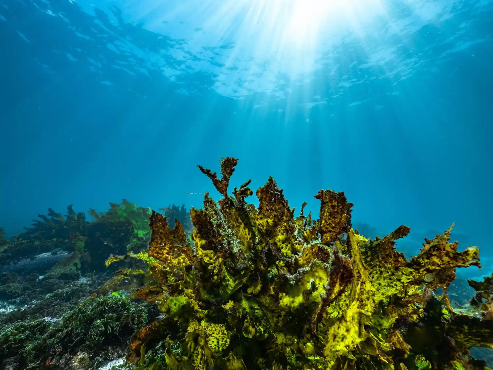 Dive site photo