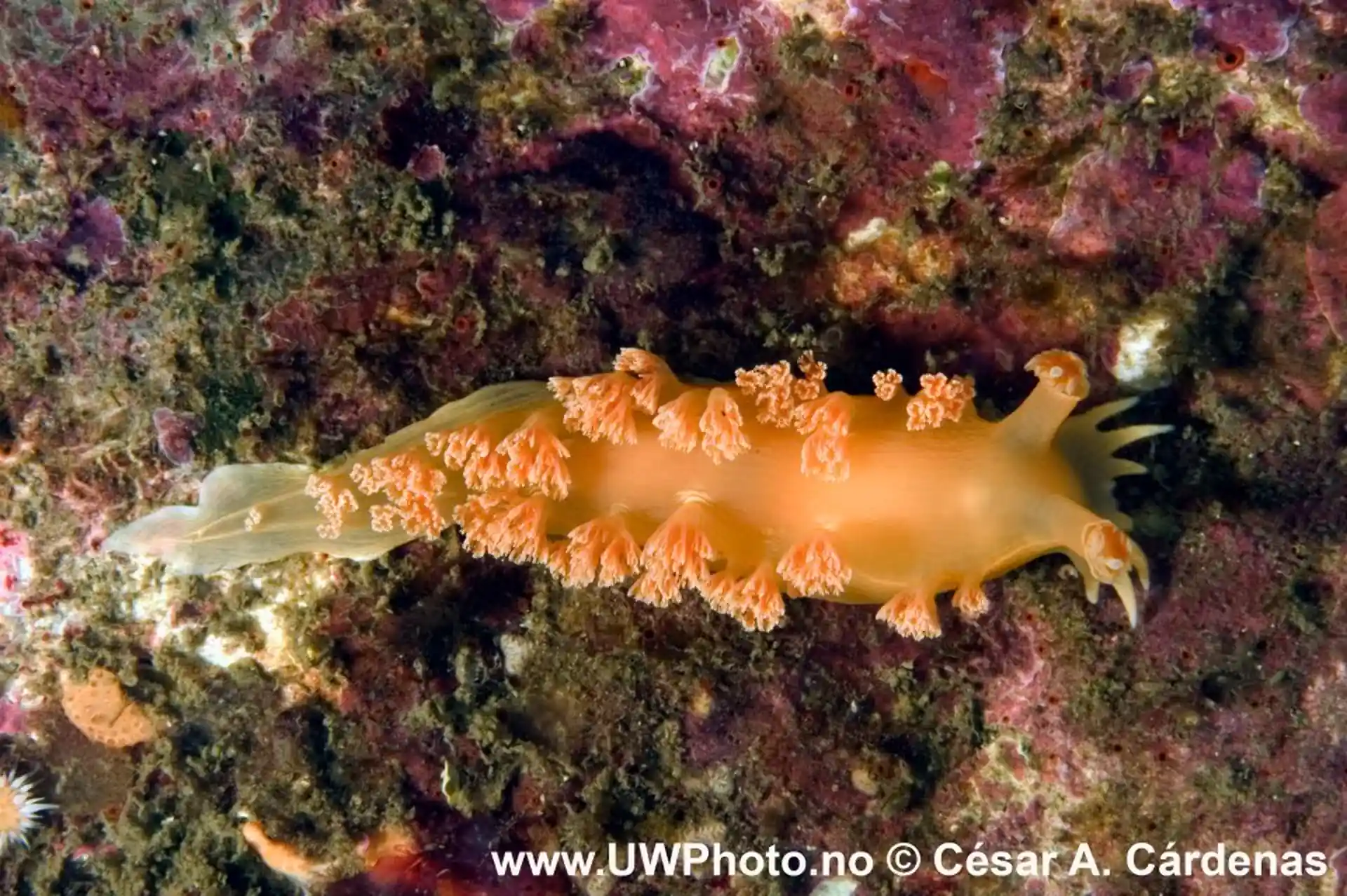 Dive site photo