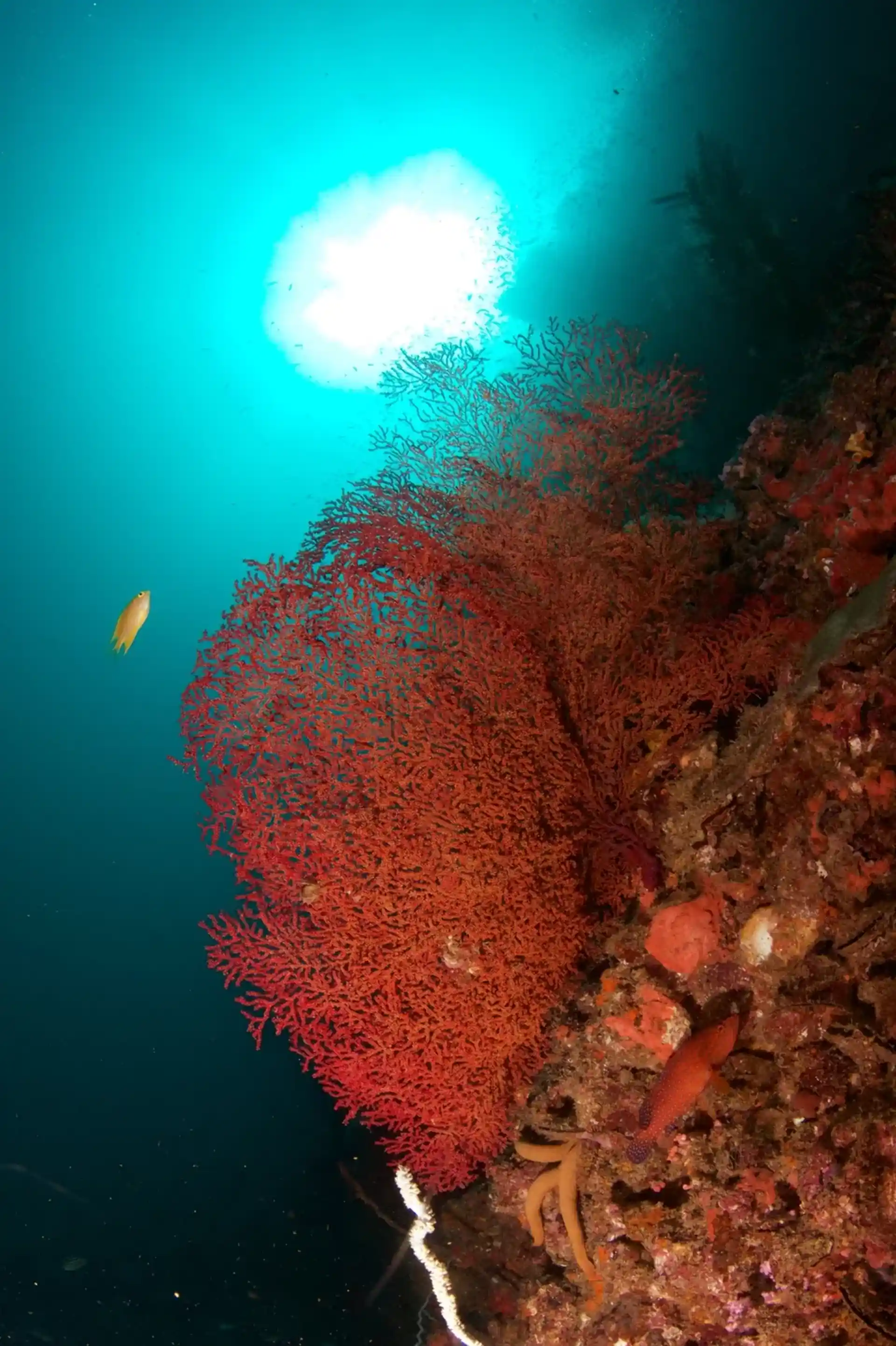 Dive site photo