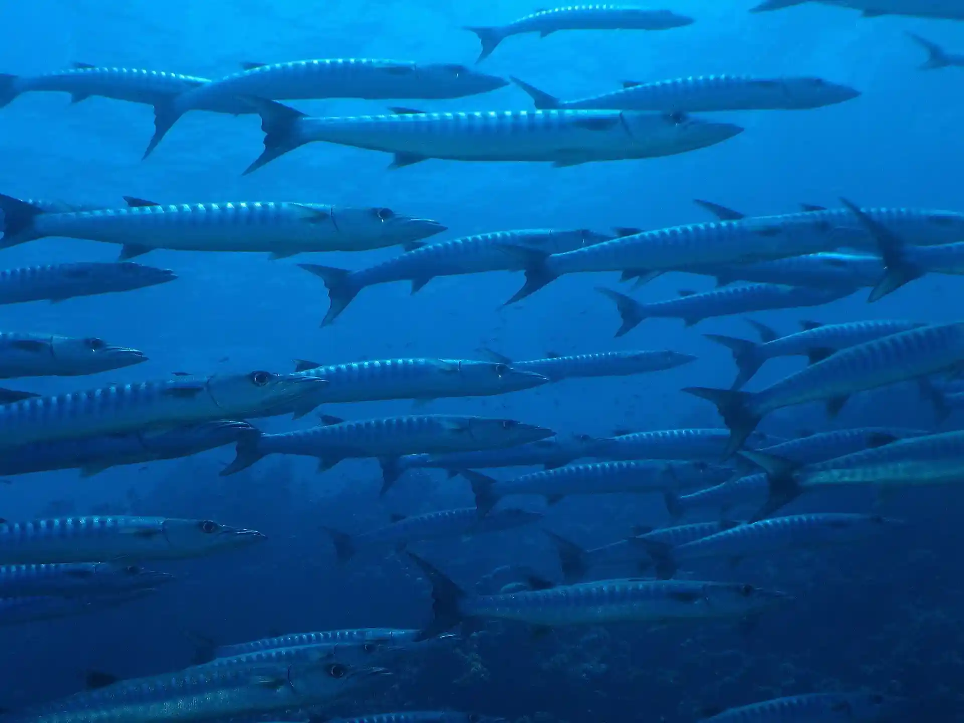 Dive site photo