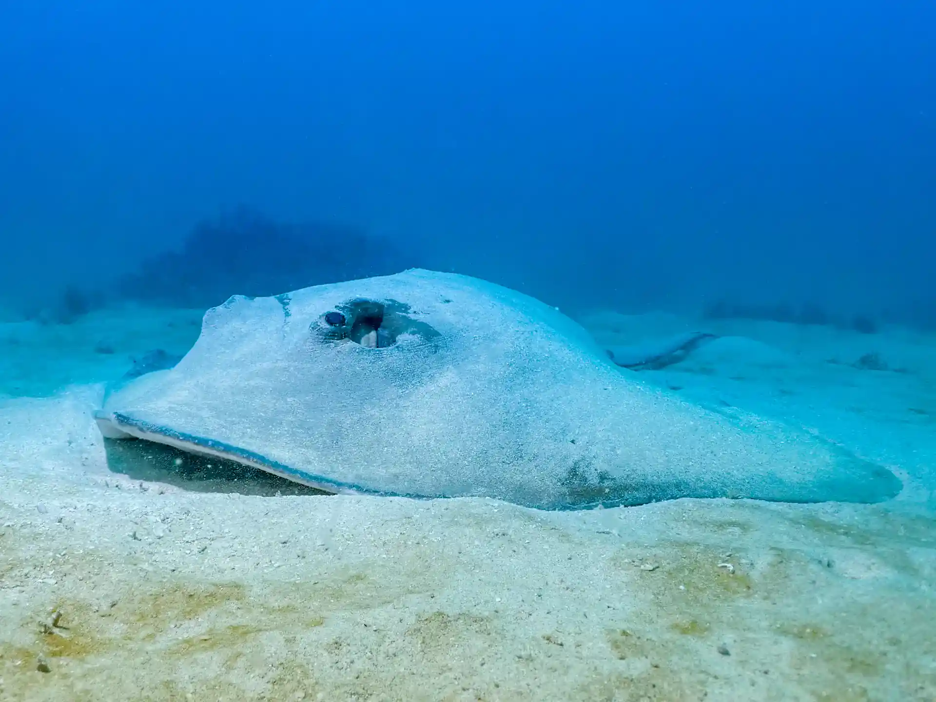 Roughtail Ray.