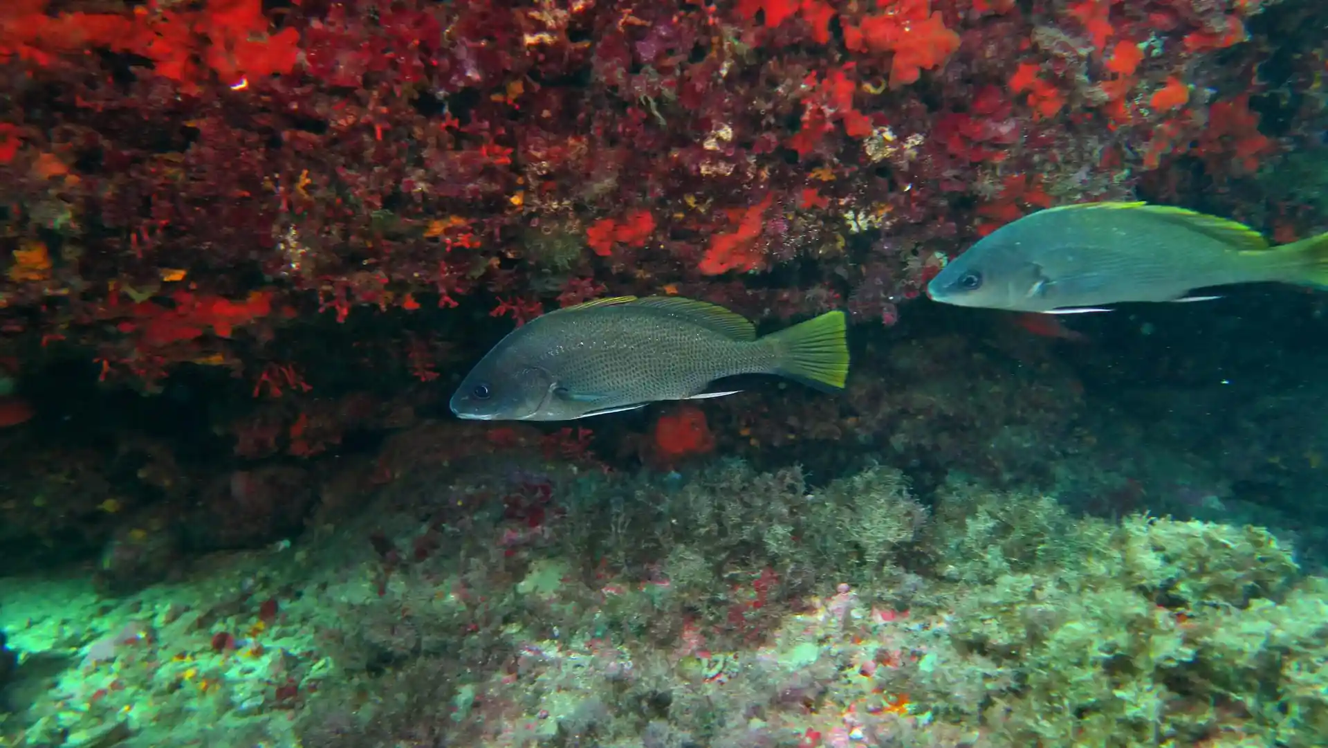 다이빙 포인트 사진