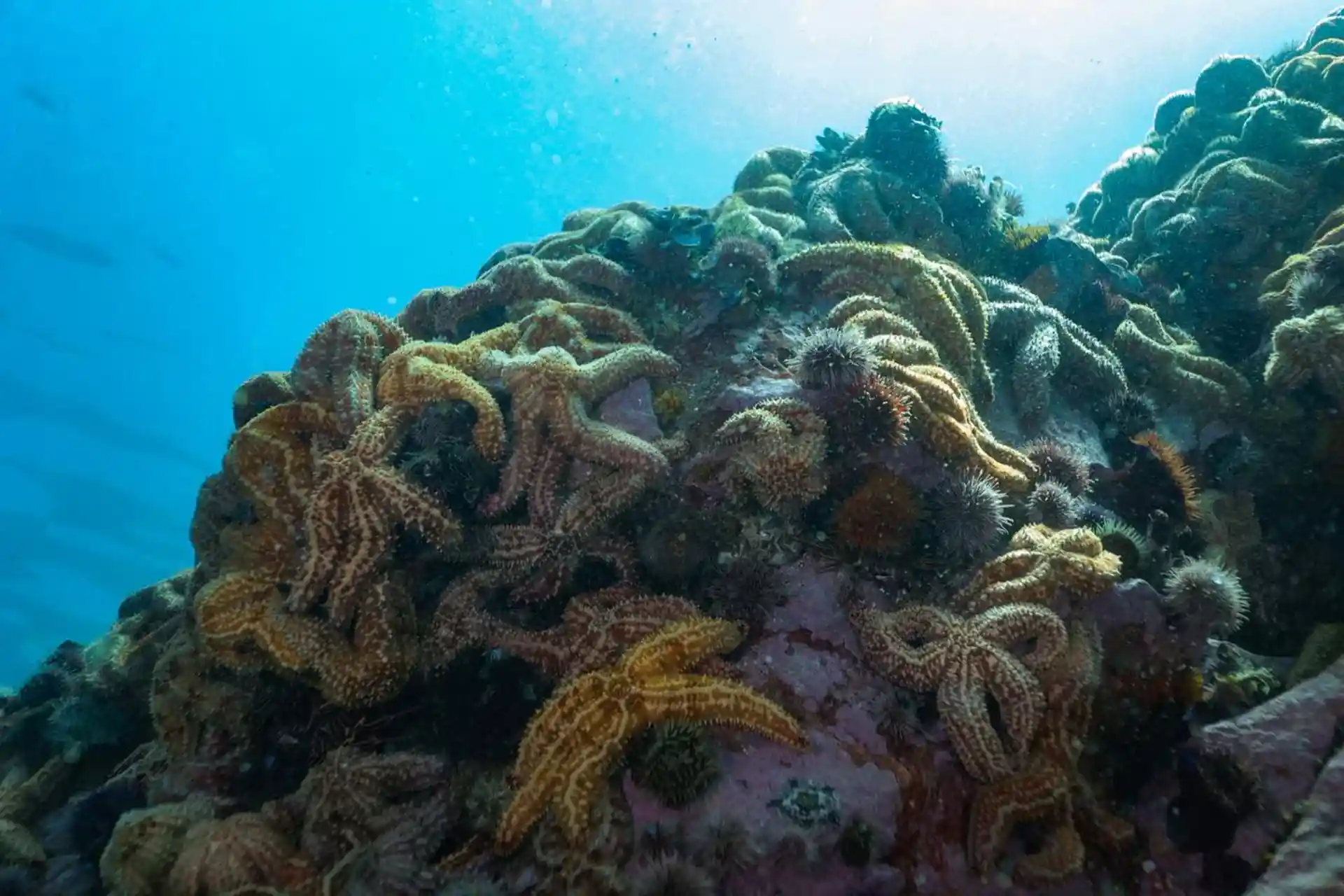 Dive site photo