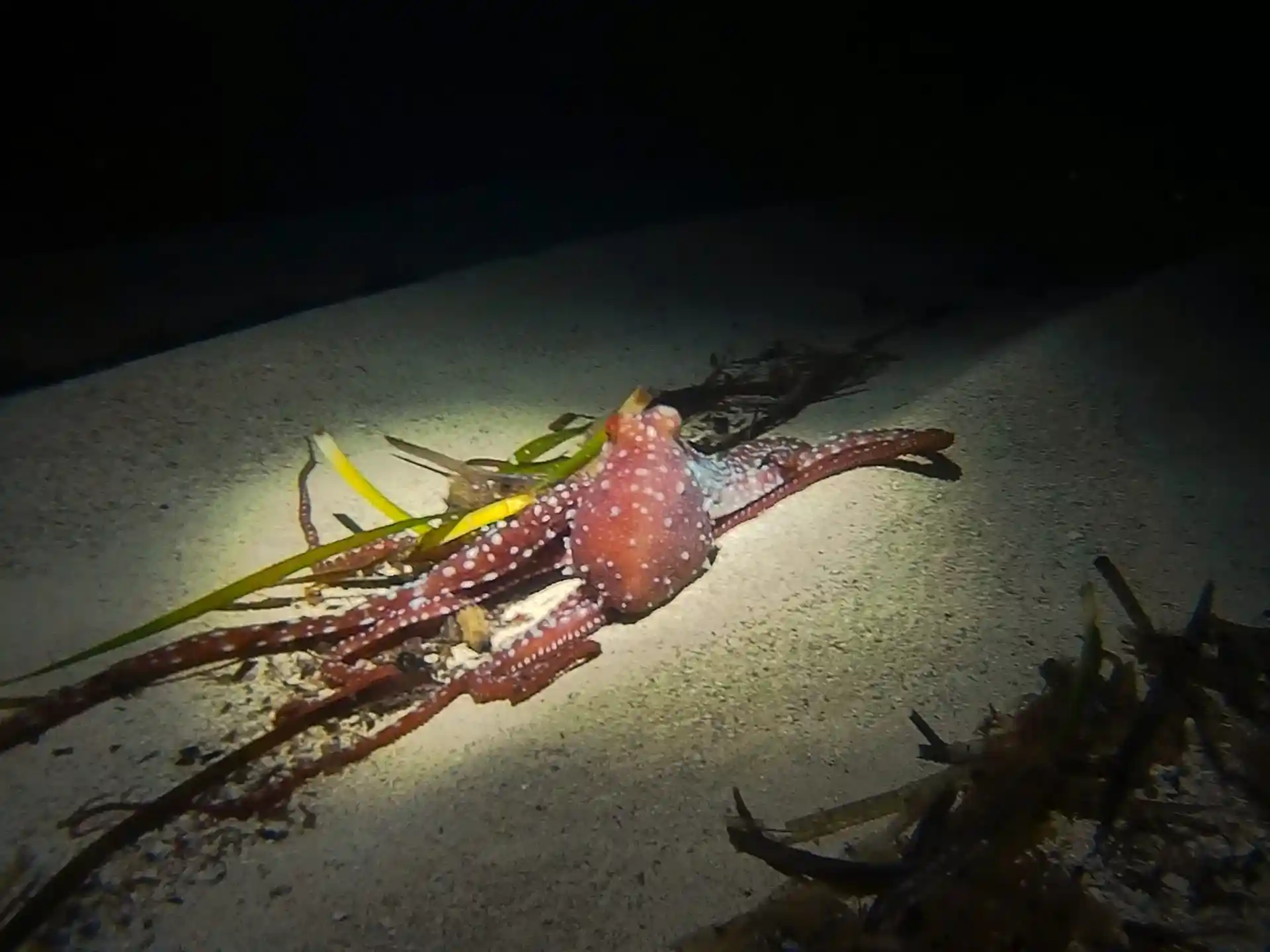 Dive site photo