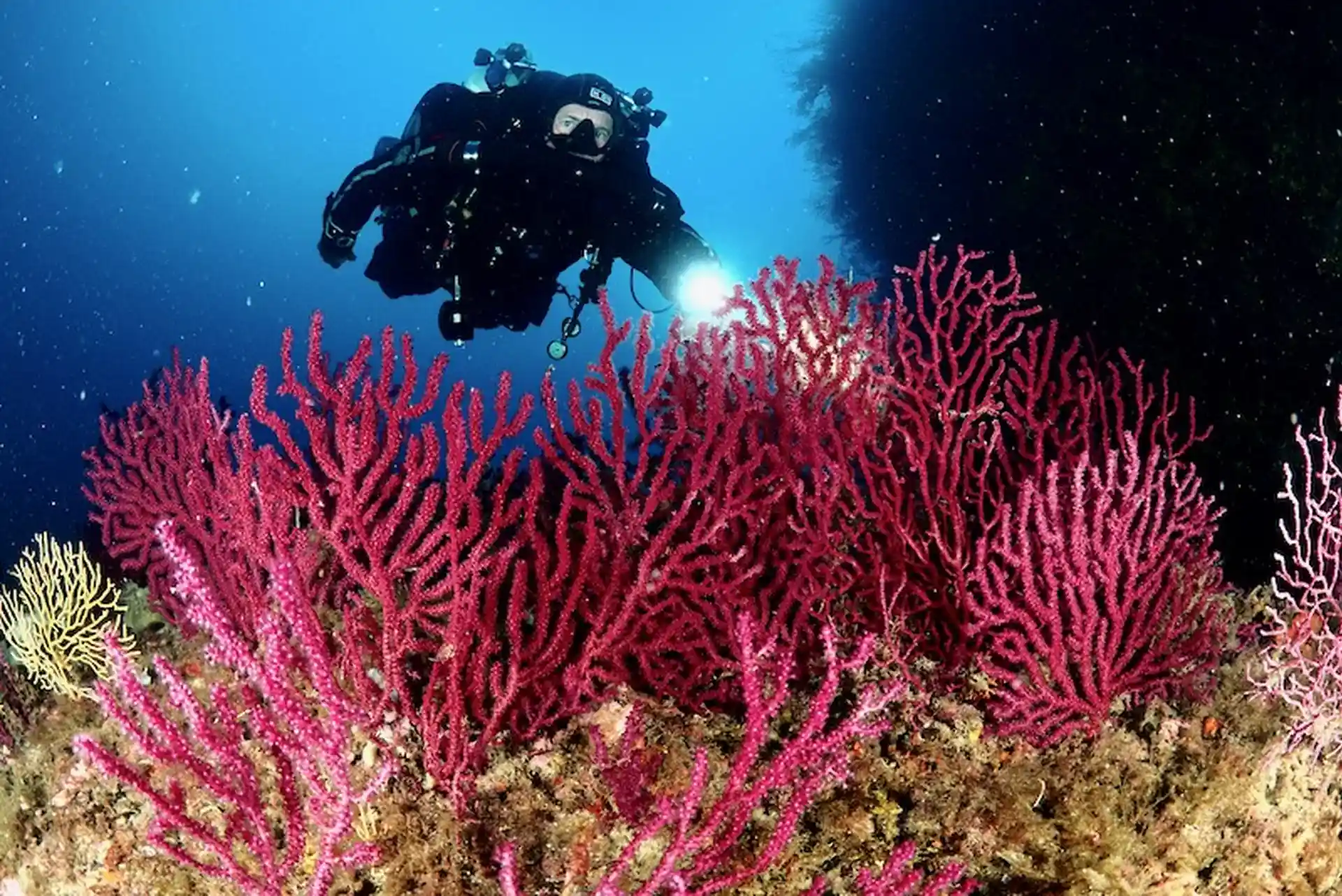 ダイビングサイトの写真