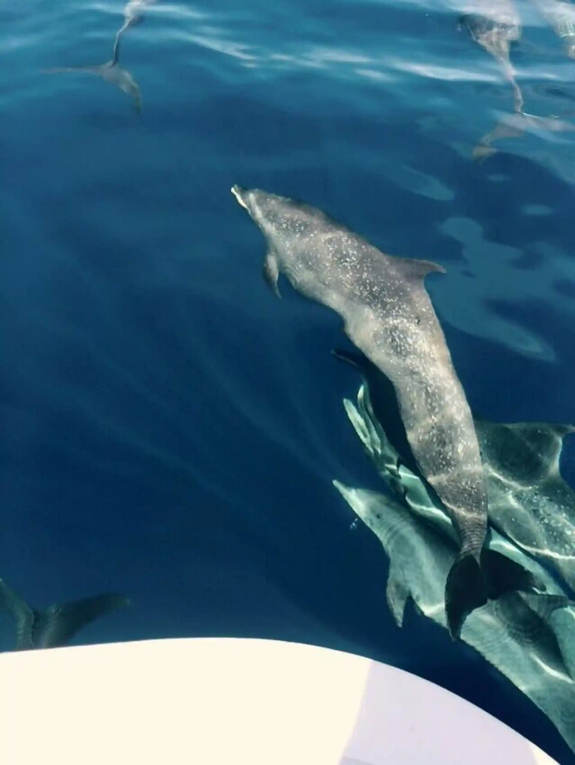 Dolphins playing at the boat