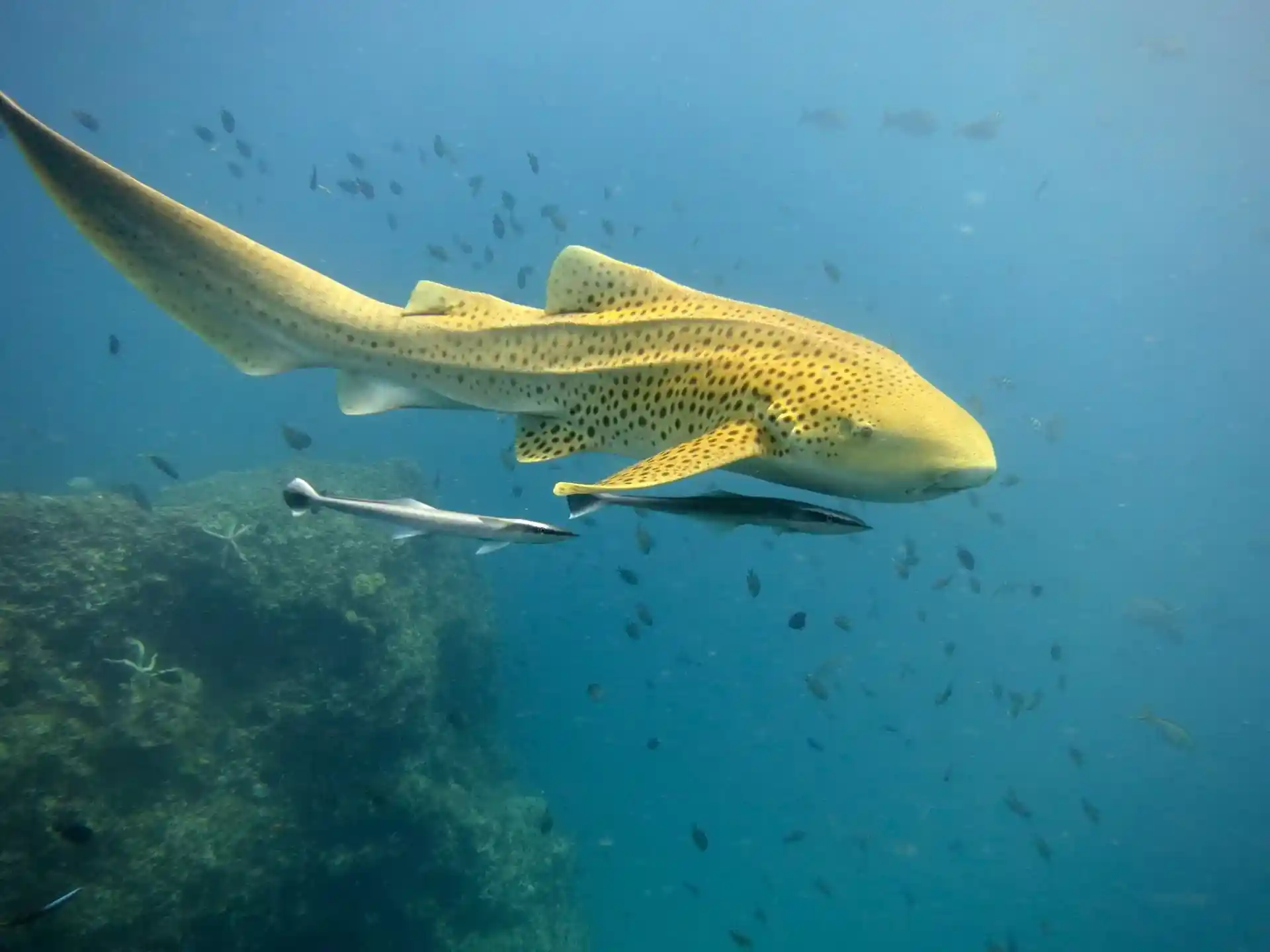 ダイビングサイトの写真