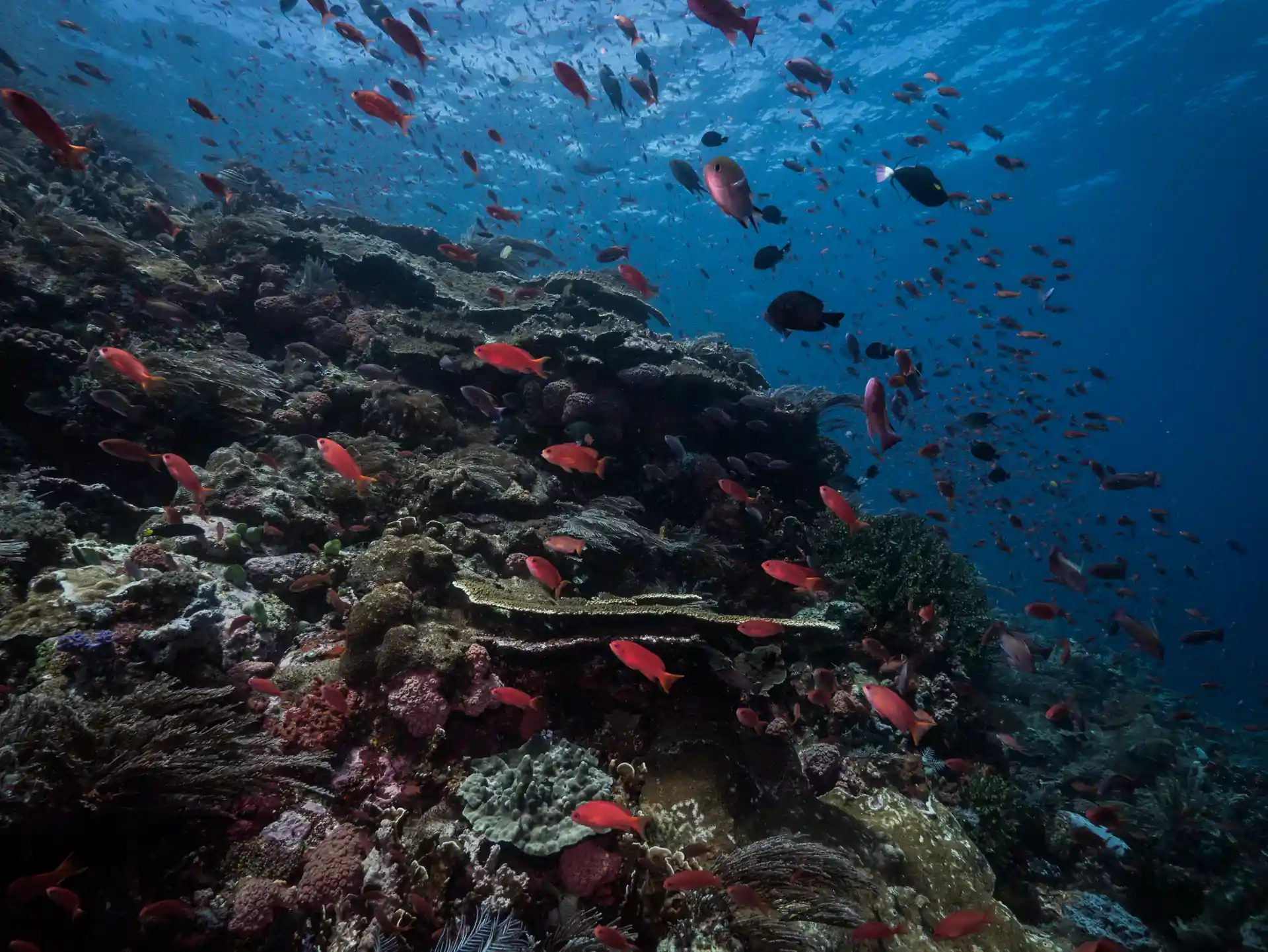 Profitez des couleurs vibrantes du récif