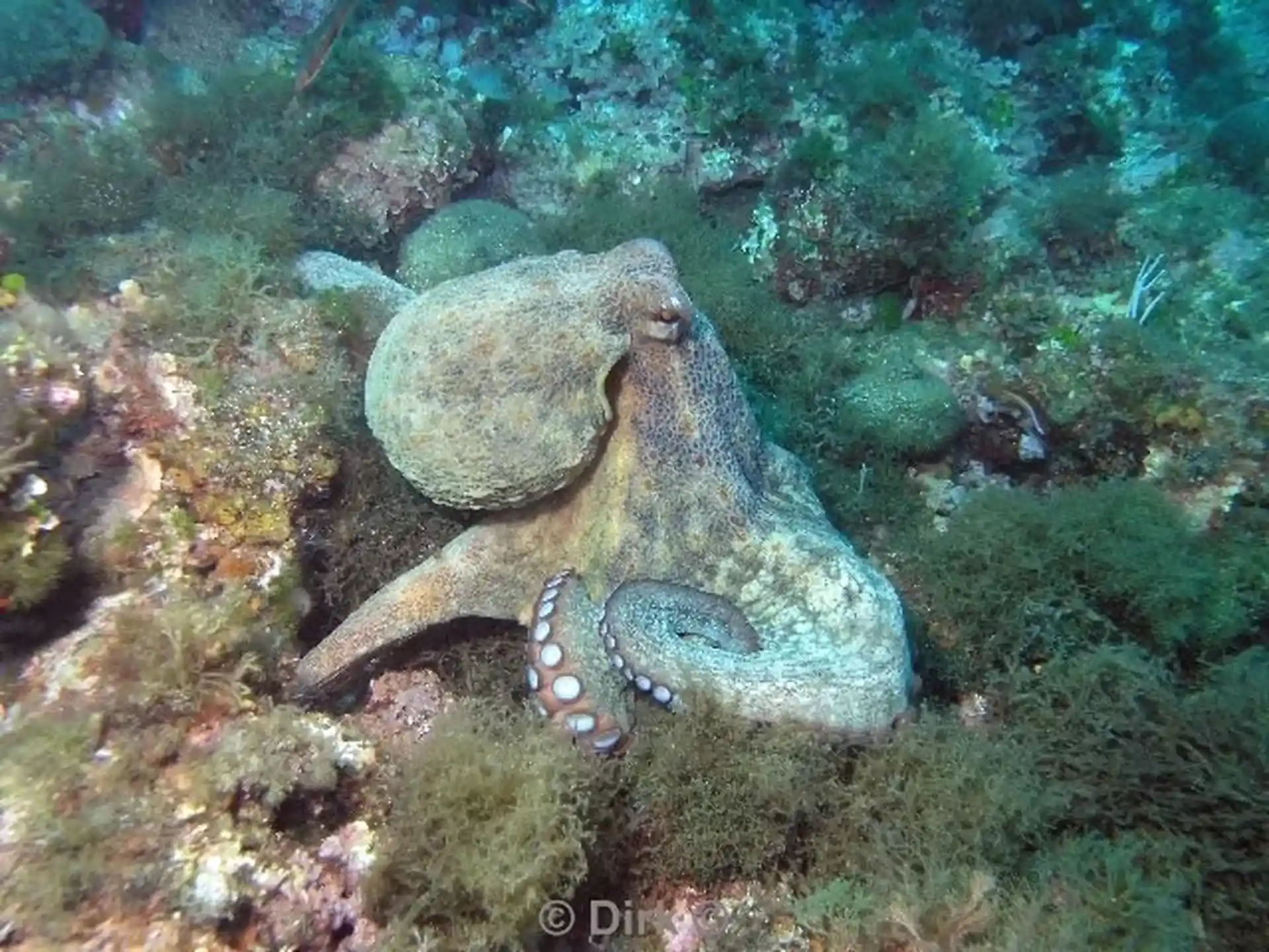 Dive site photo