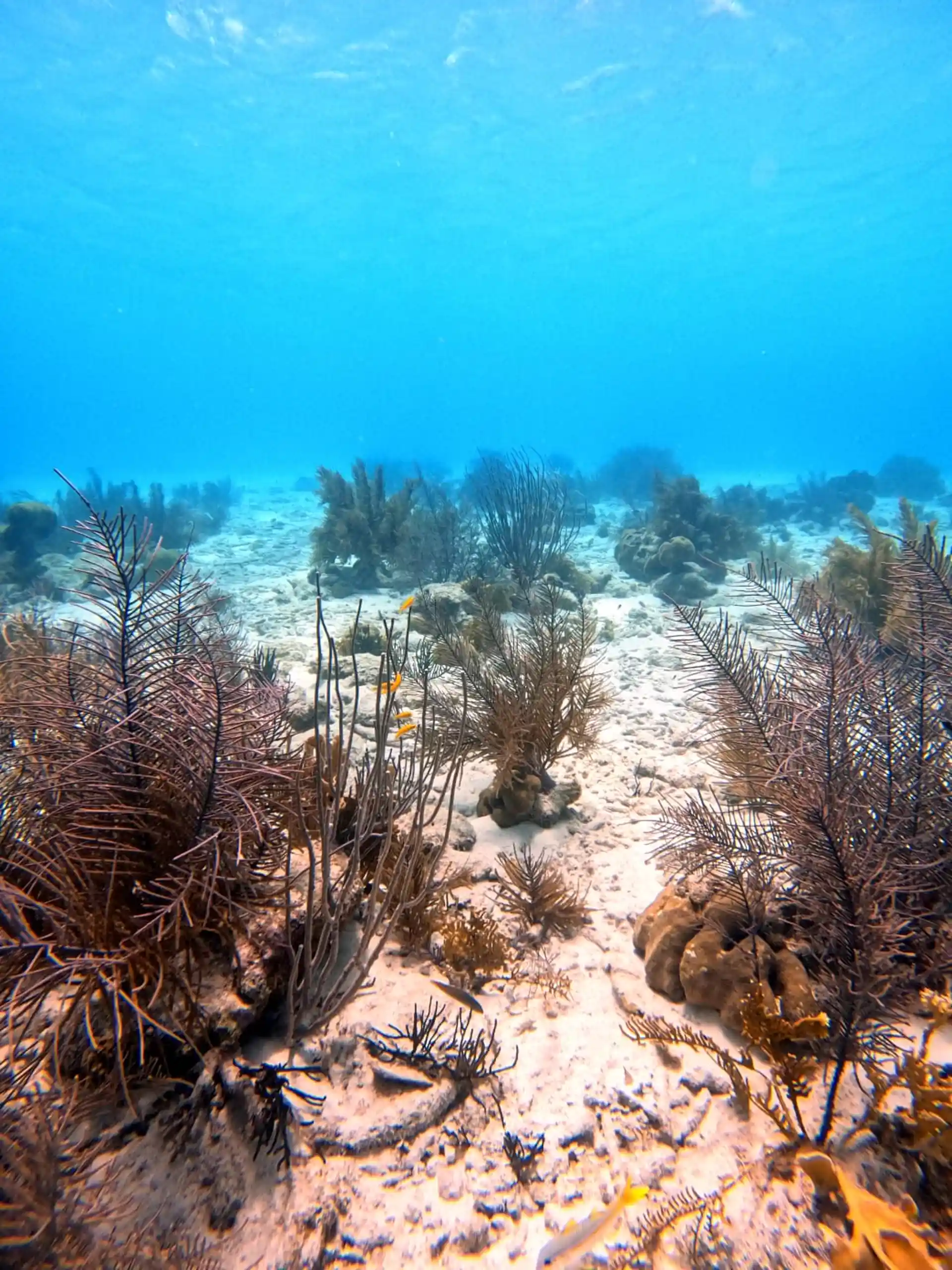 Dive site photo