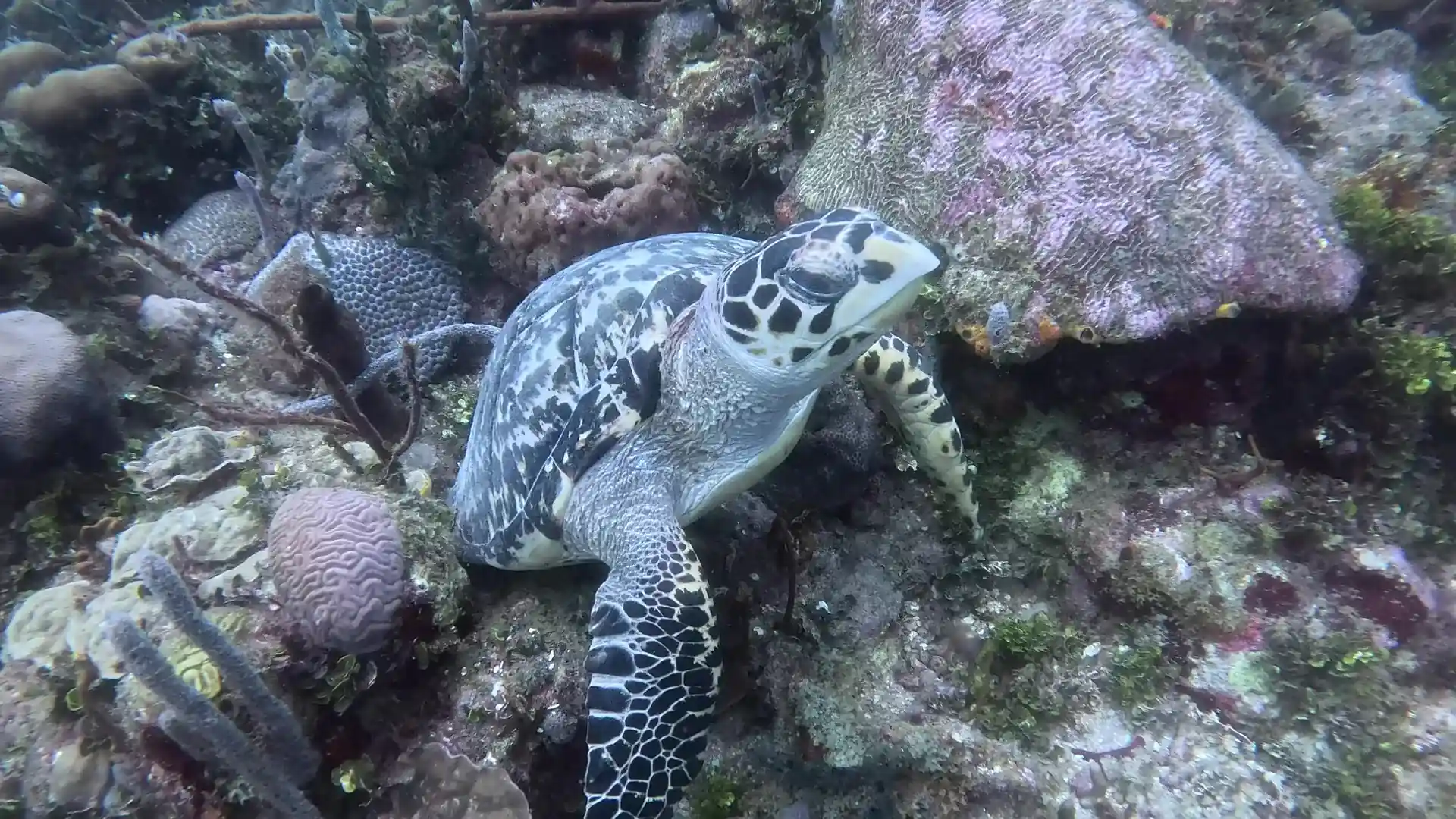 Dive shop photo