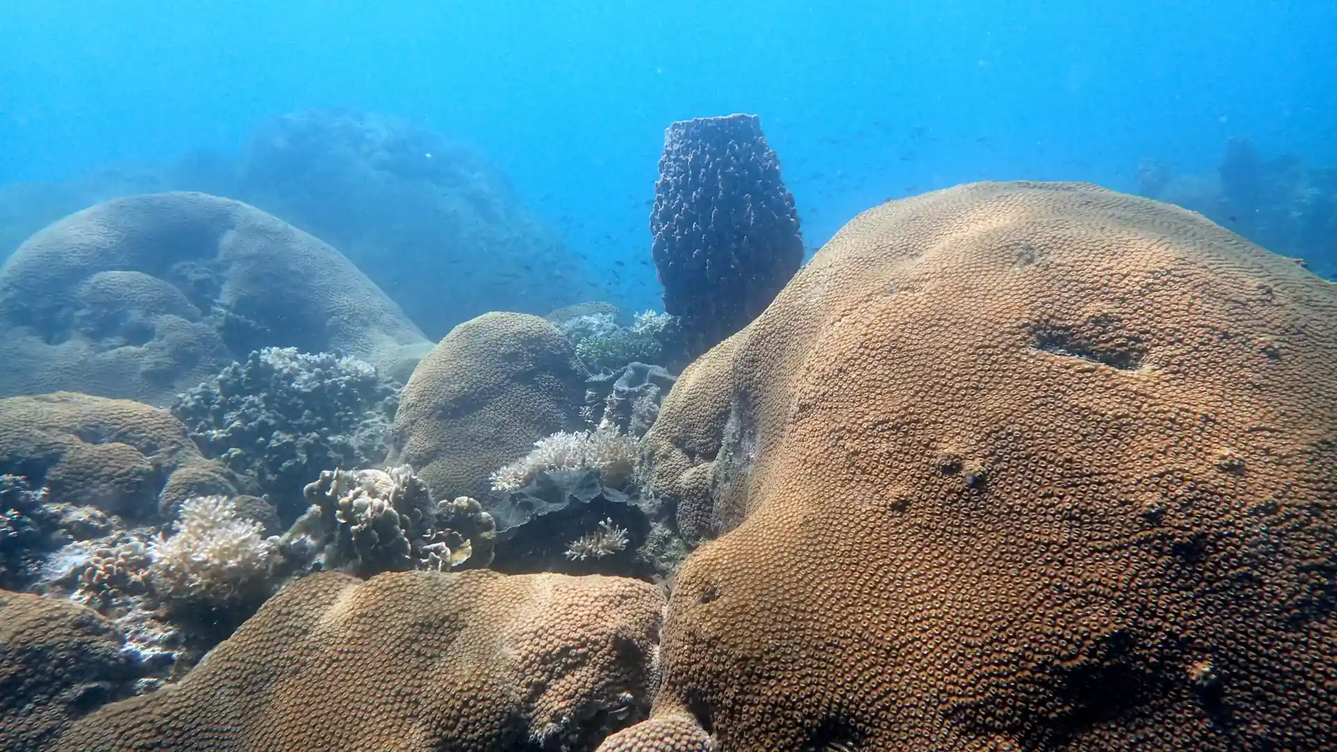 ダイビングサイトの写真