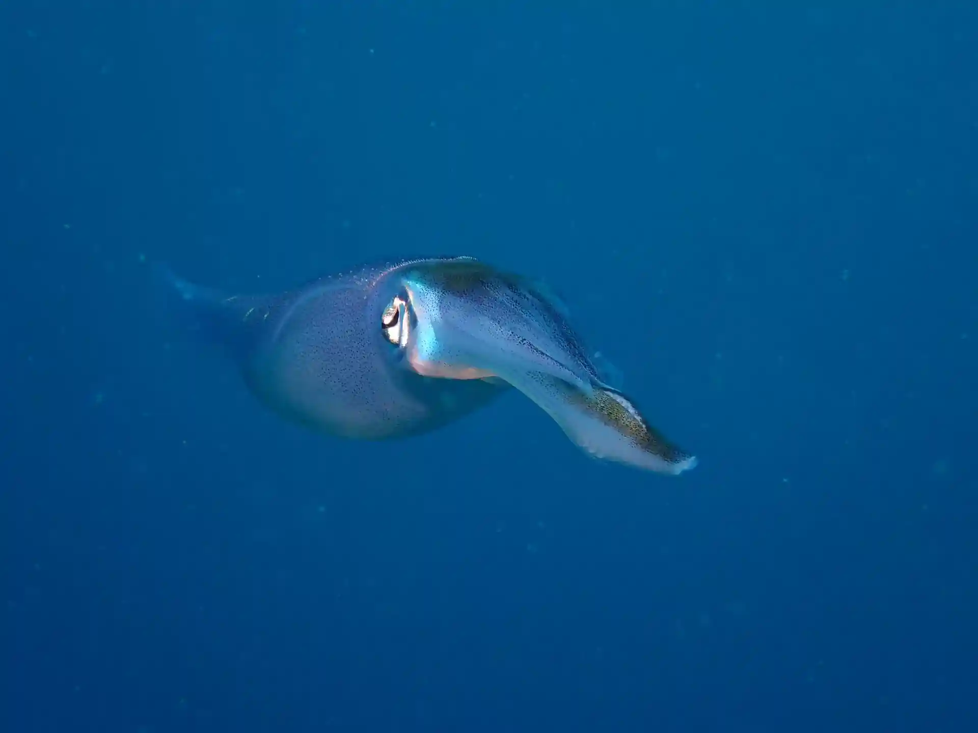 Dive site photo