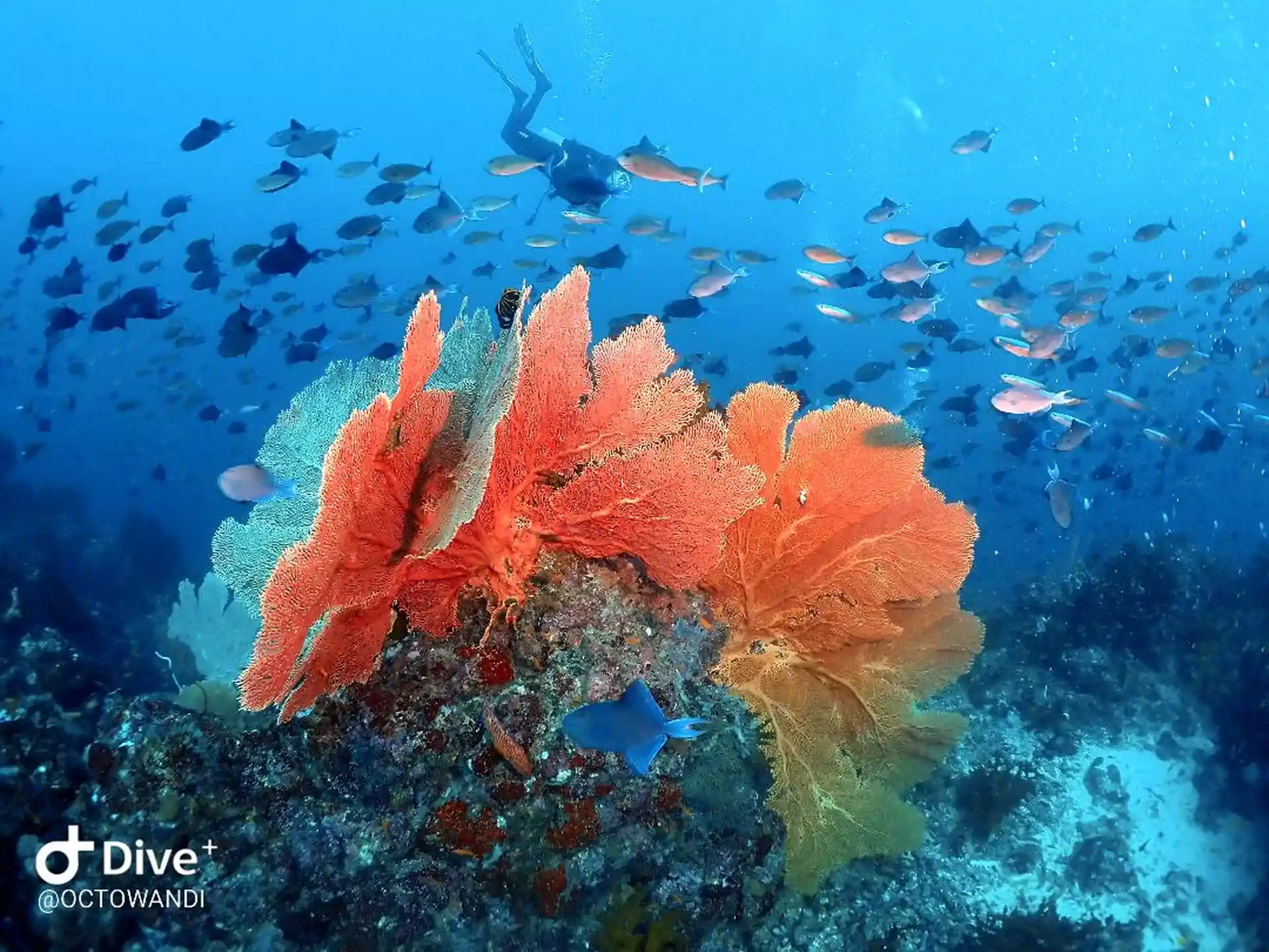 Housereef Seafan