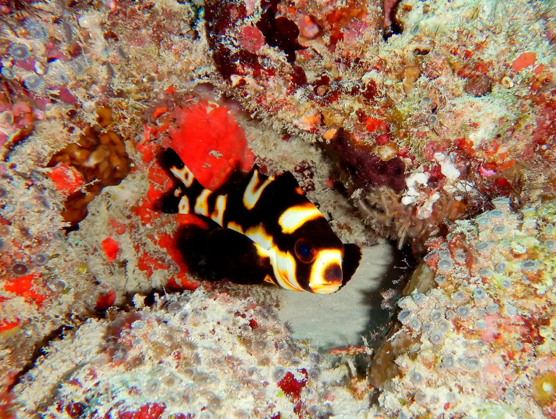 Foto des Tauchshops