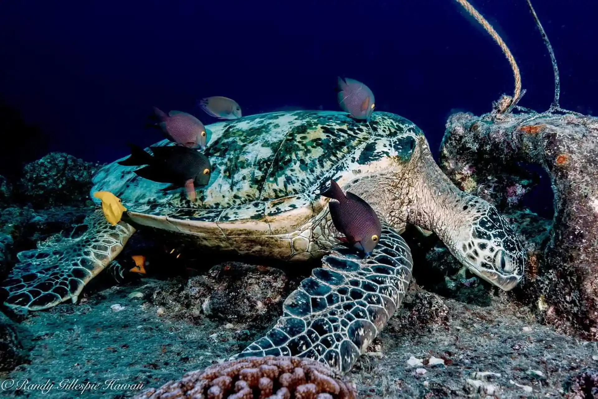 Dive shop photo