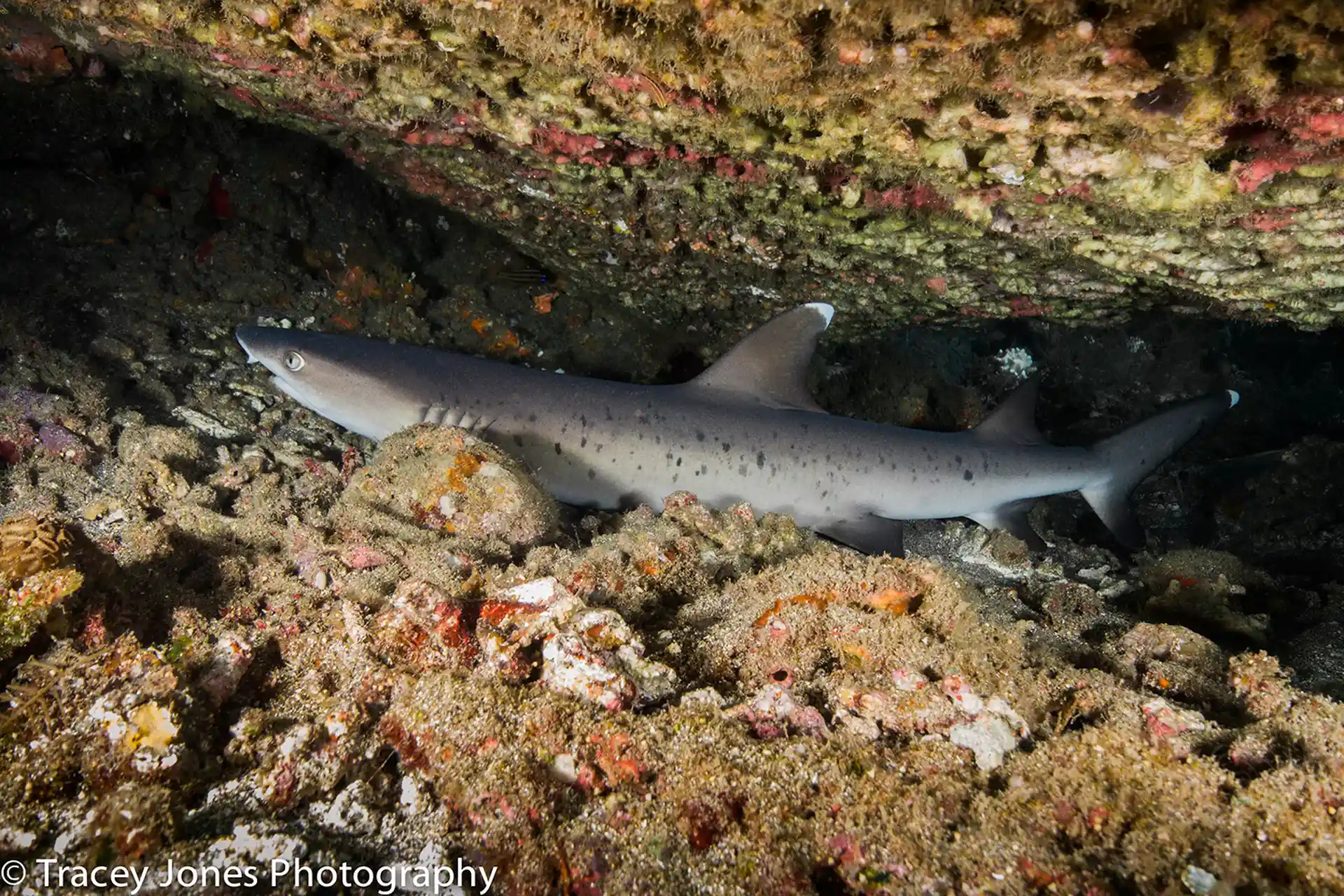Dive site photo