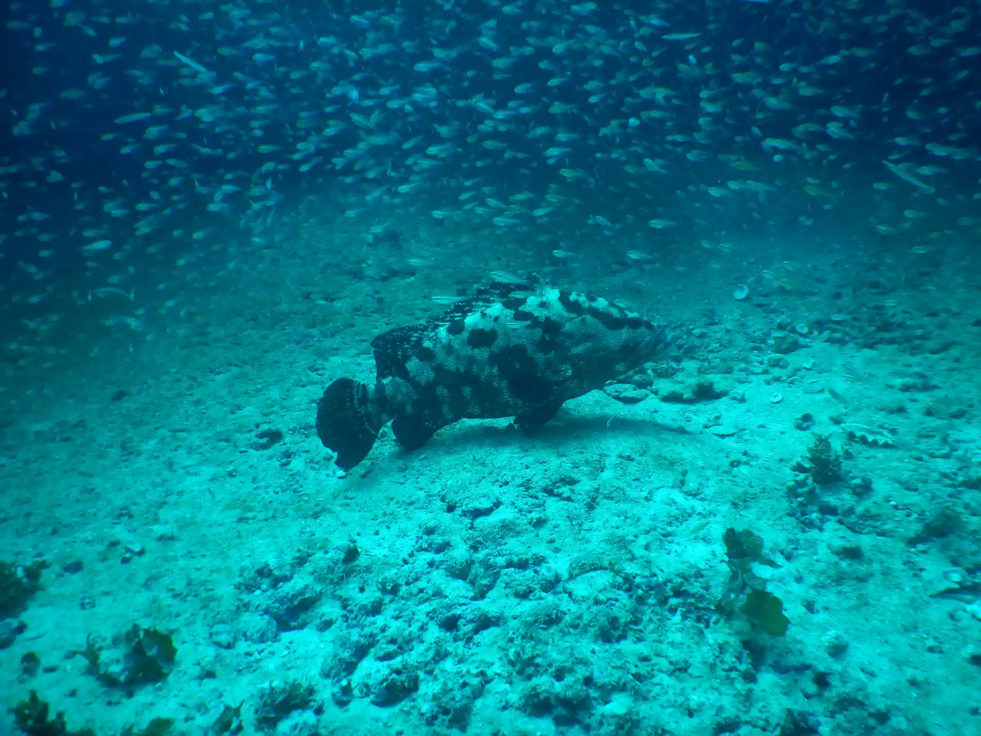 Beautiful Marbled Cod