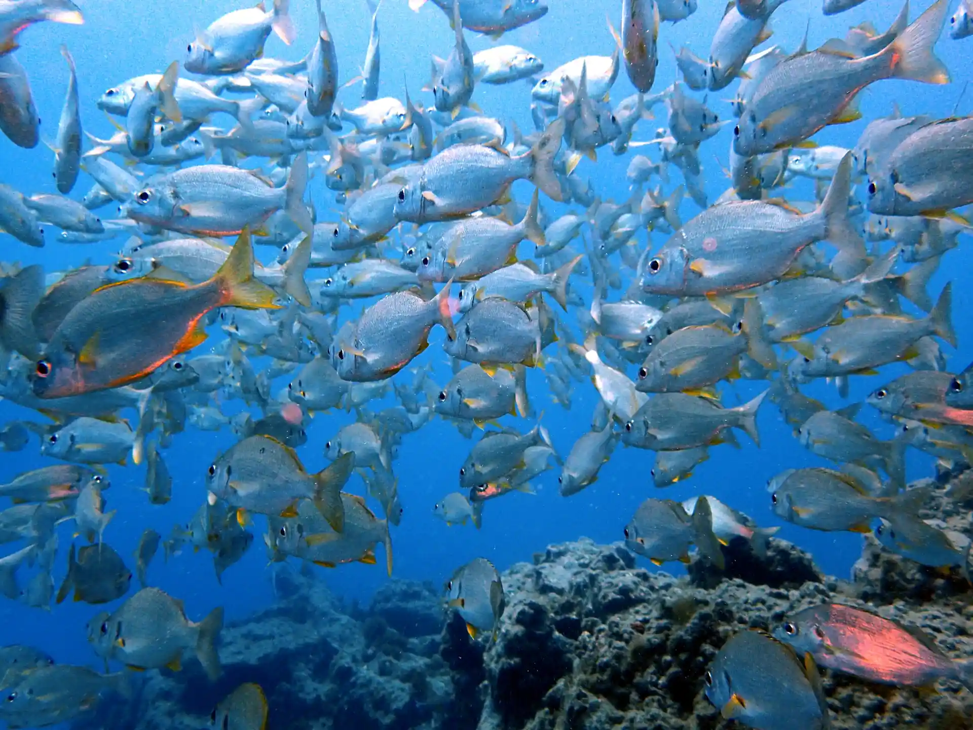 School of Roncadores