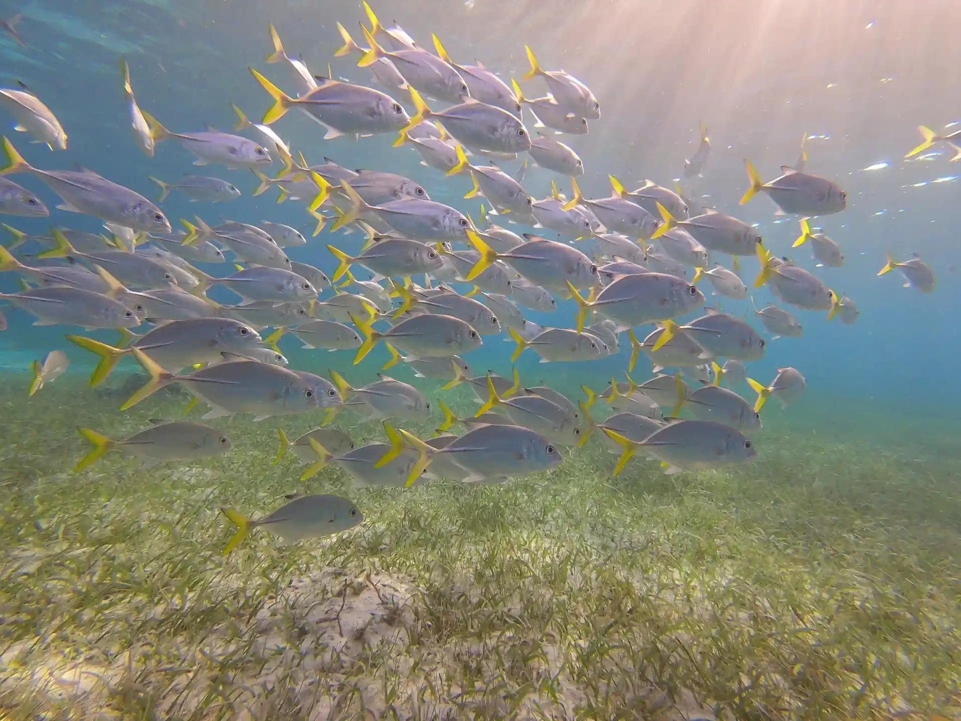 Horse eyed jacks are popular in this area and are some of the first to greet you as you enter below the surface.