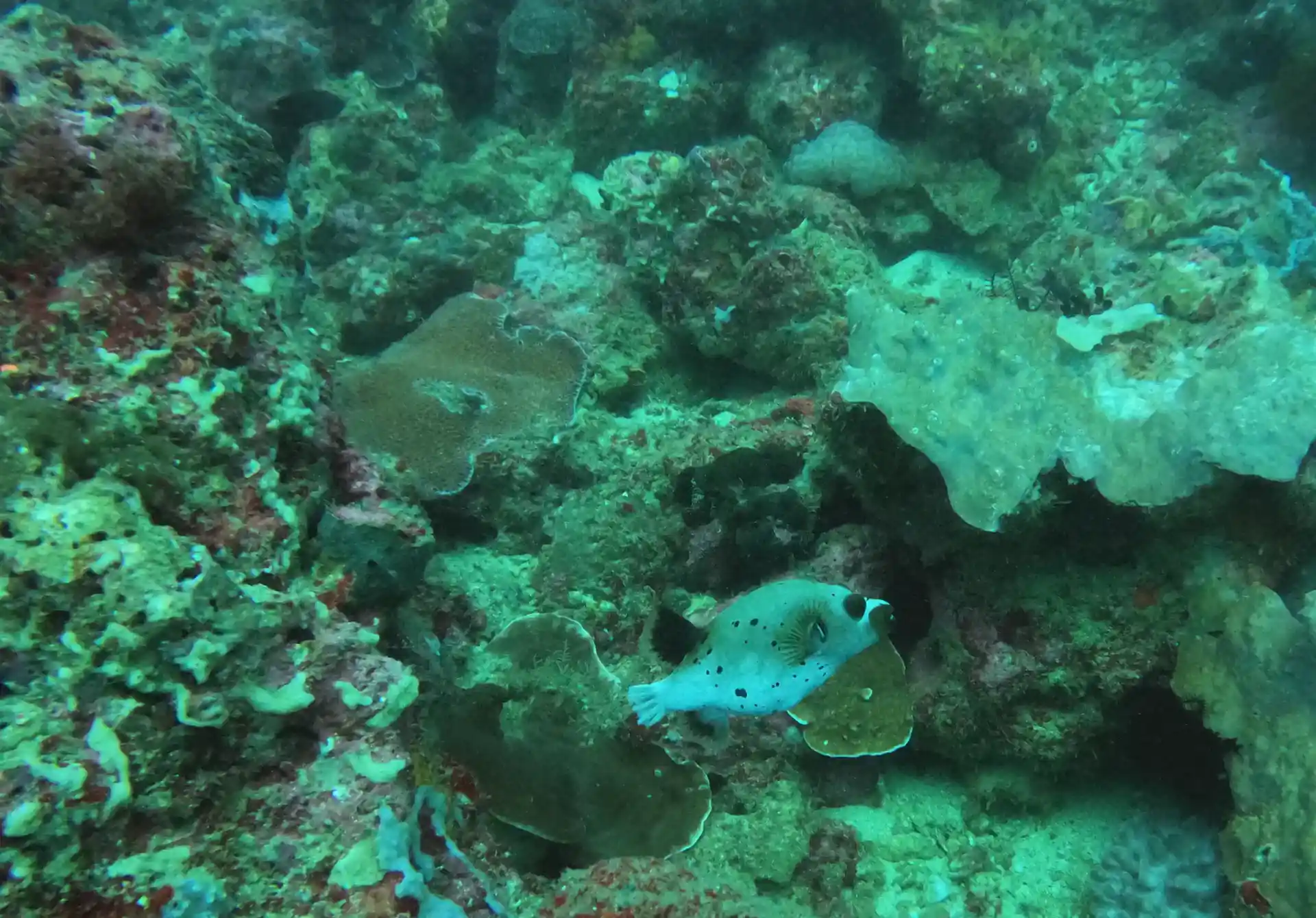 Dive site photo