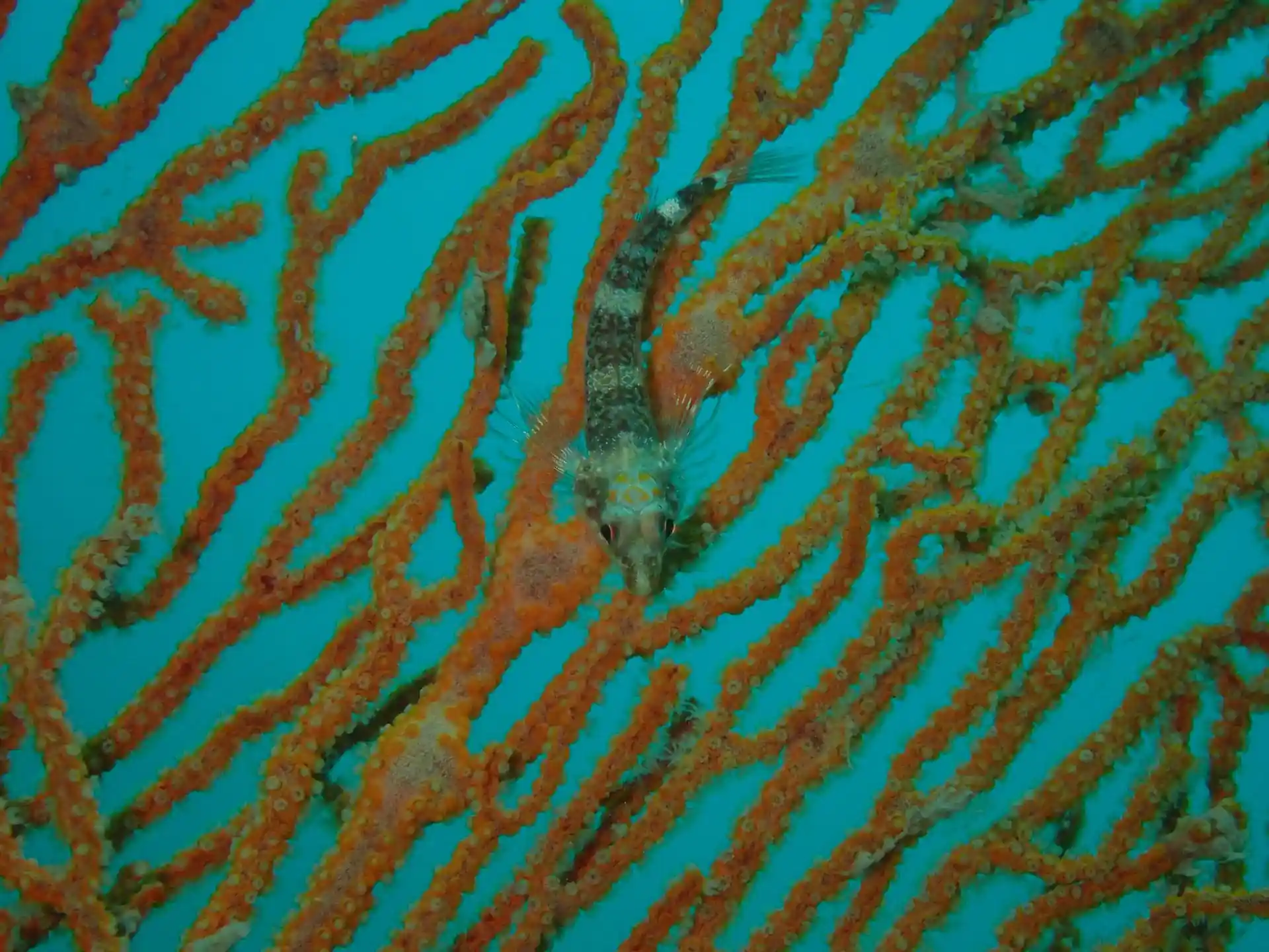 Dive site photo