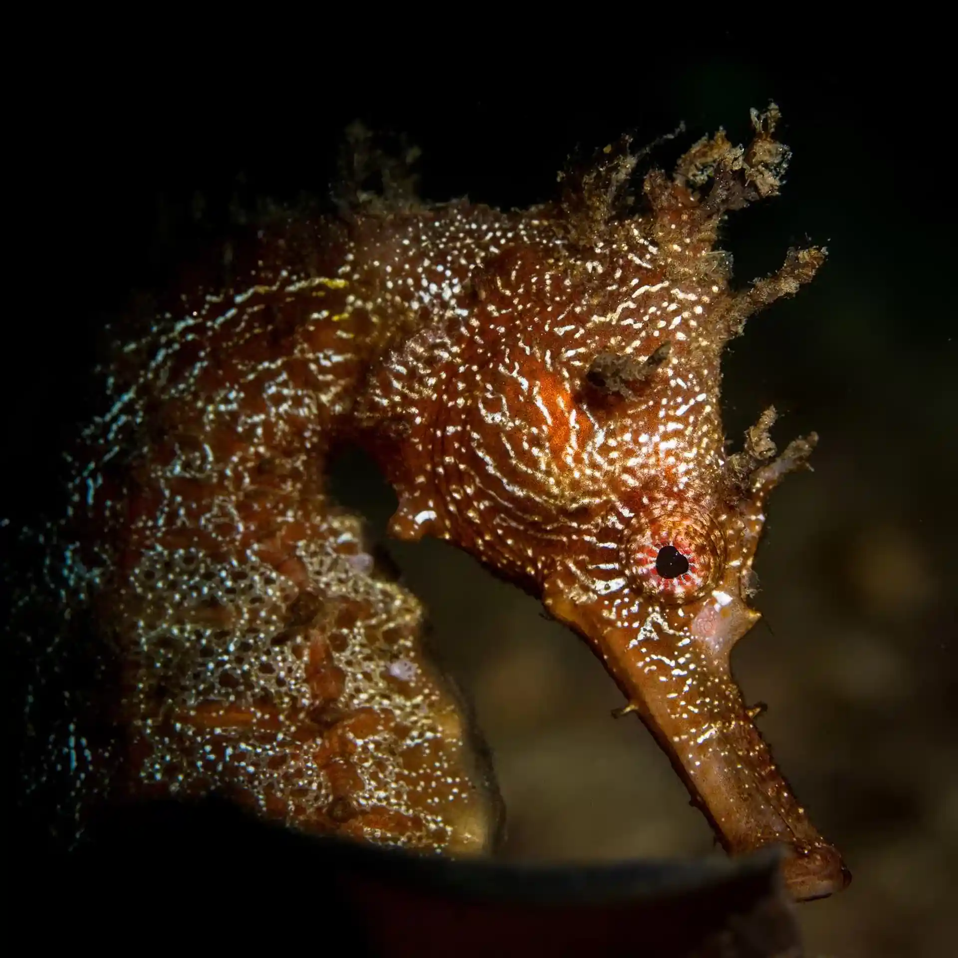 Dive site photo