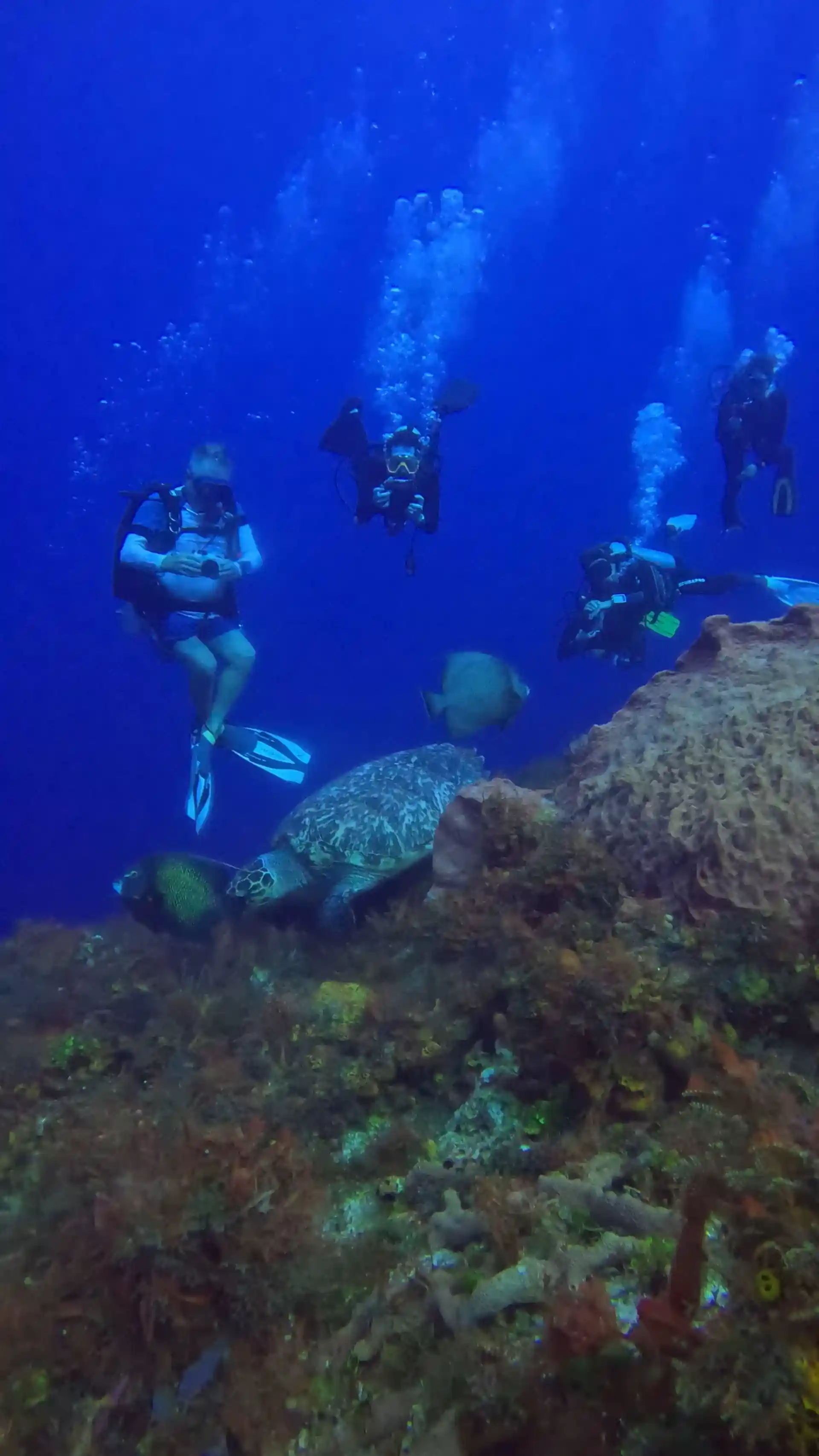 Certified divers observing a hawksbill turtle feeding over Santa Rosa Wall