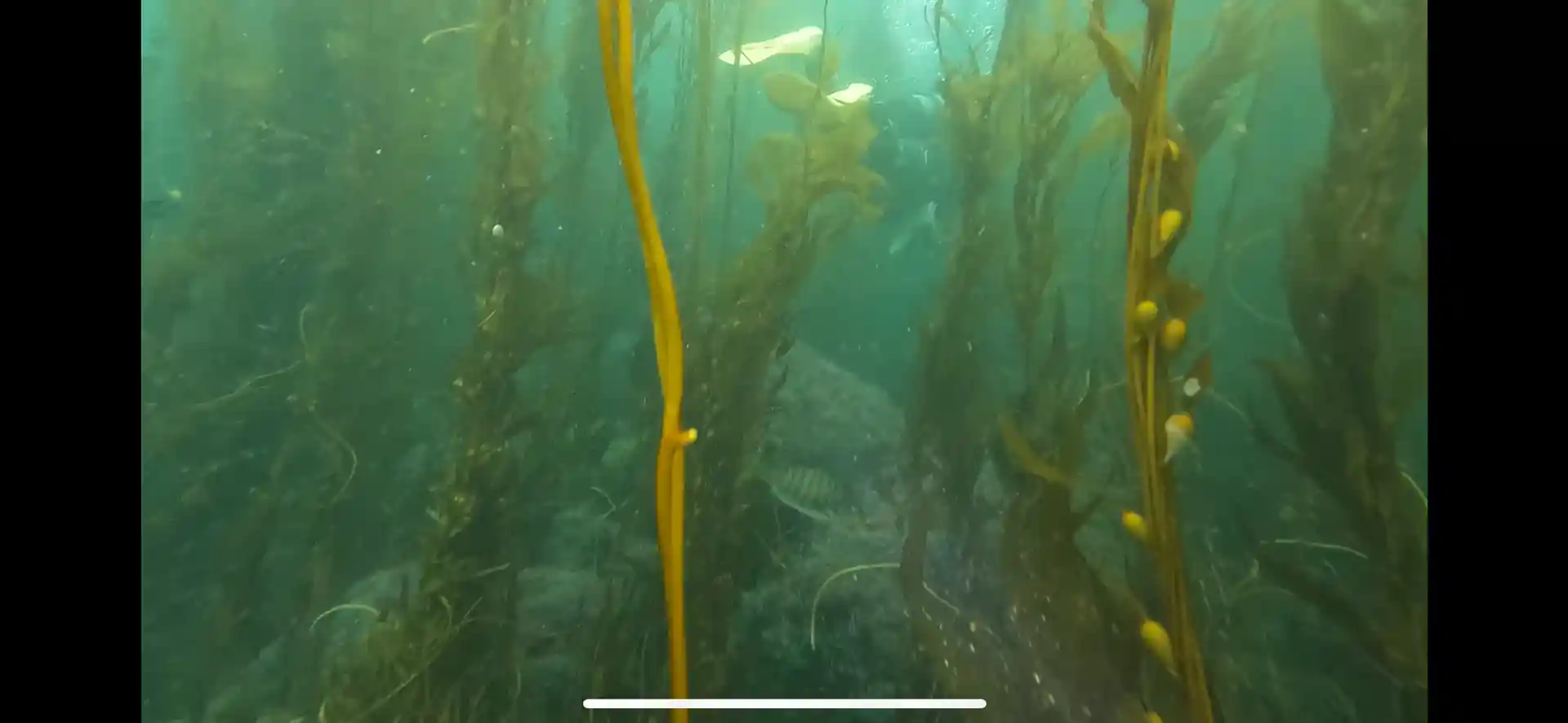 Dive site photo