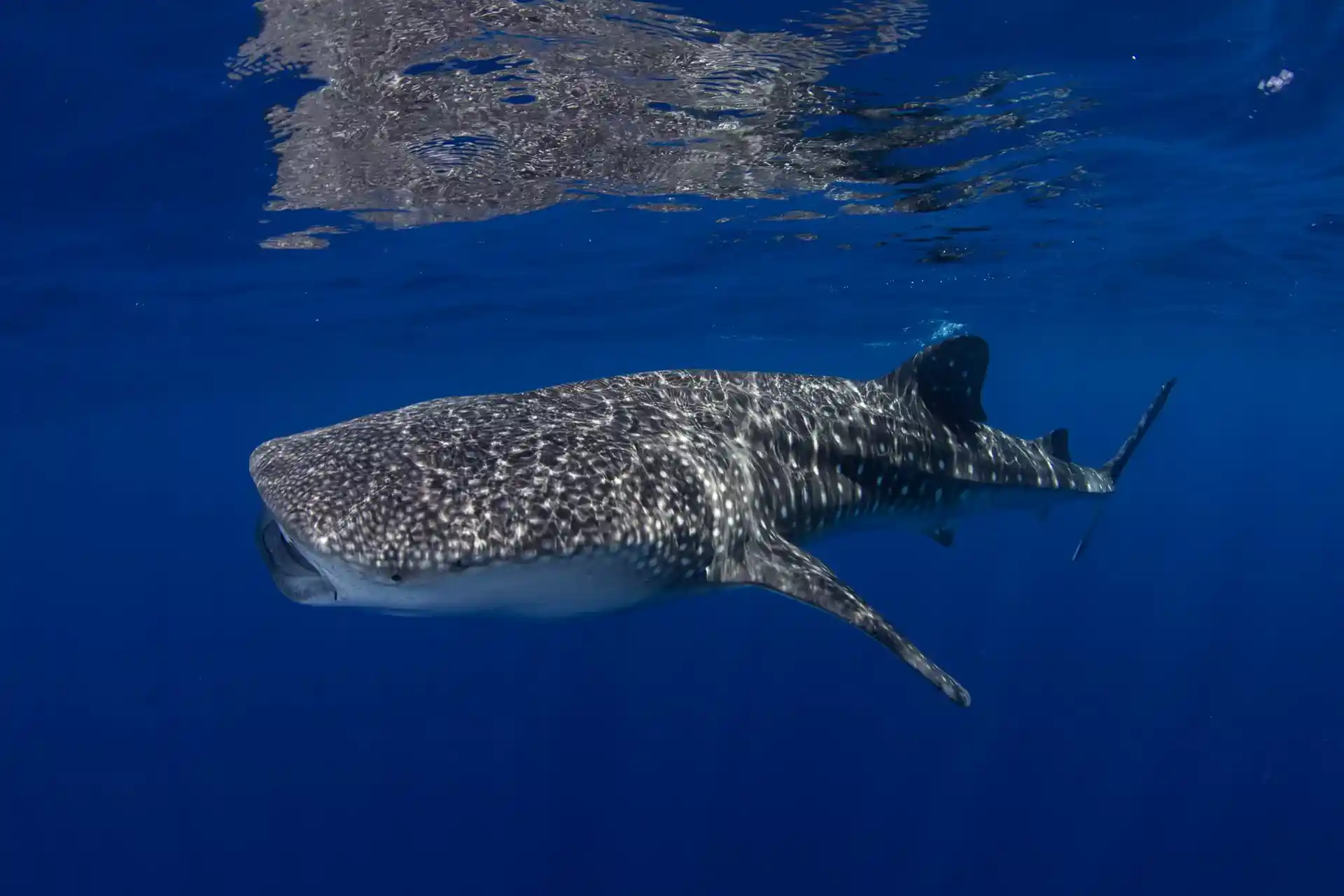 Dive site photo