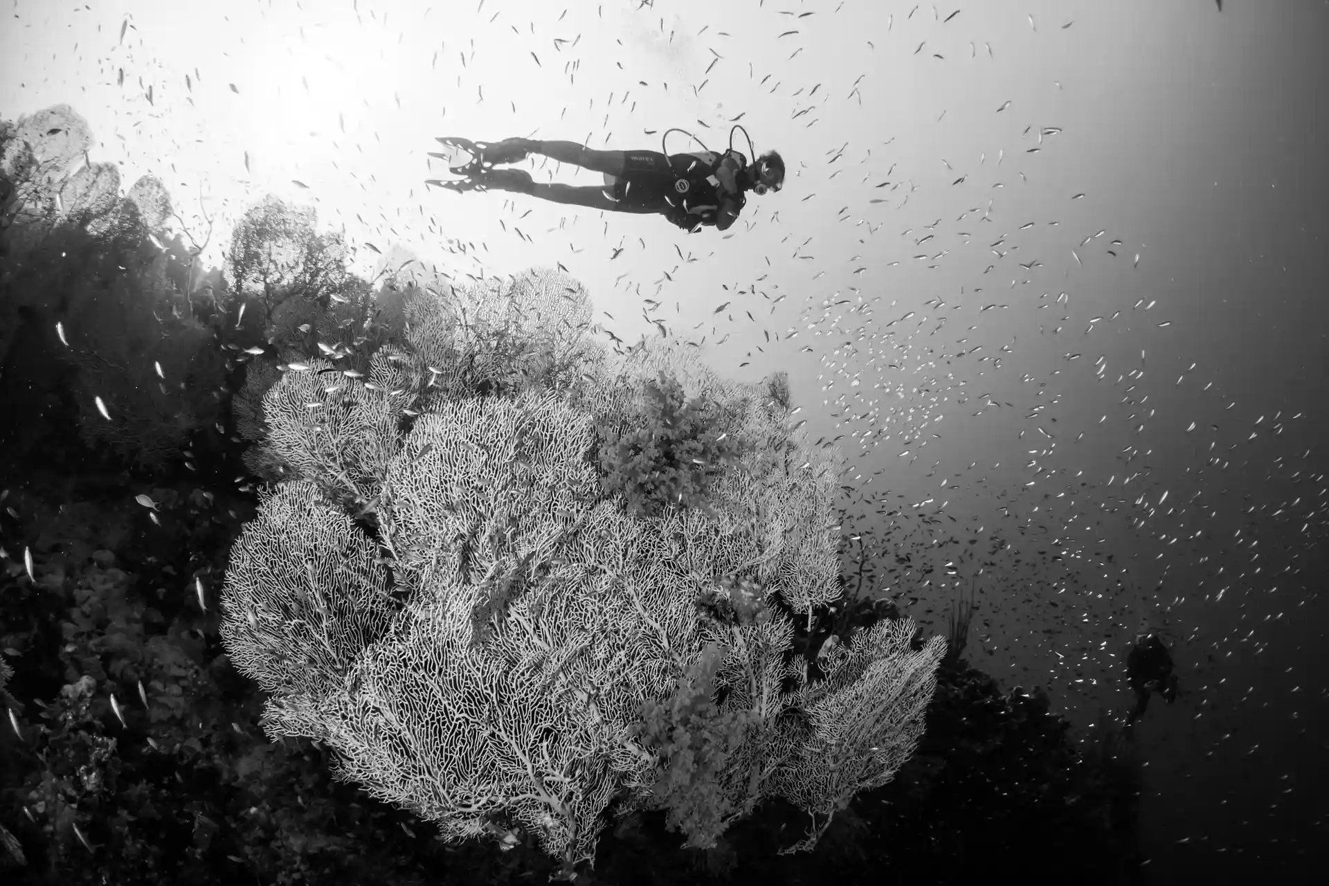 Dive site photo