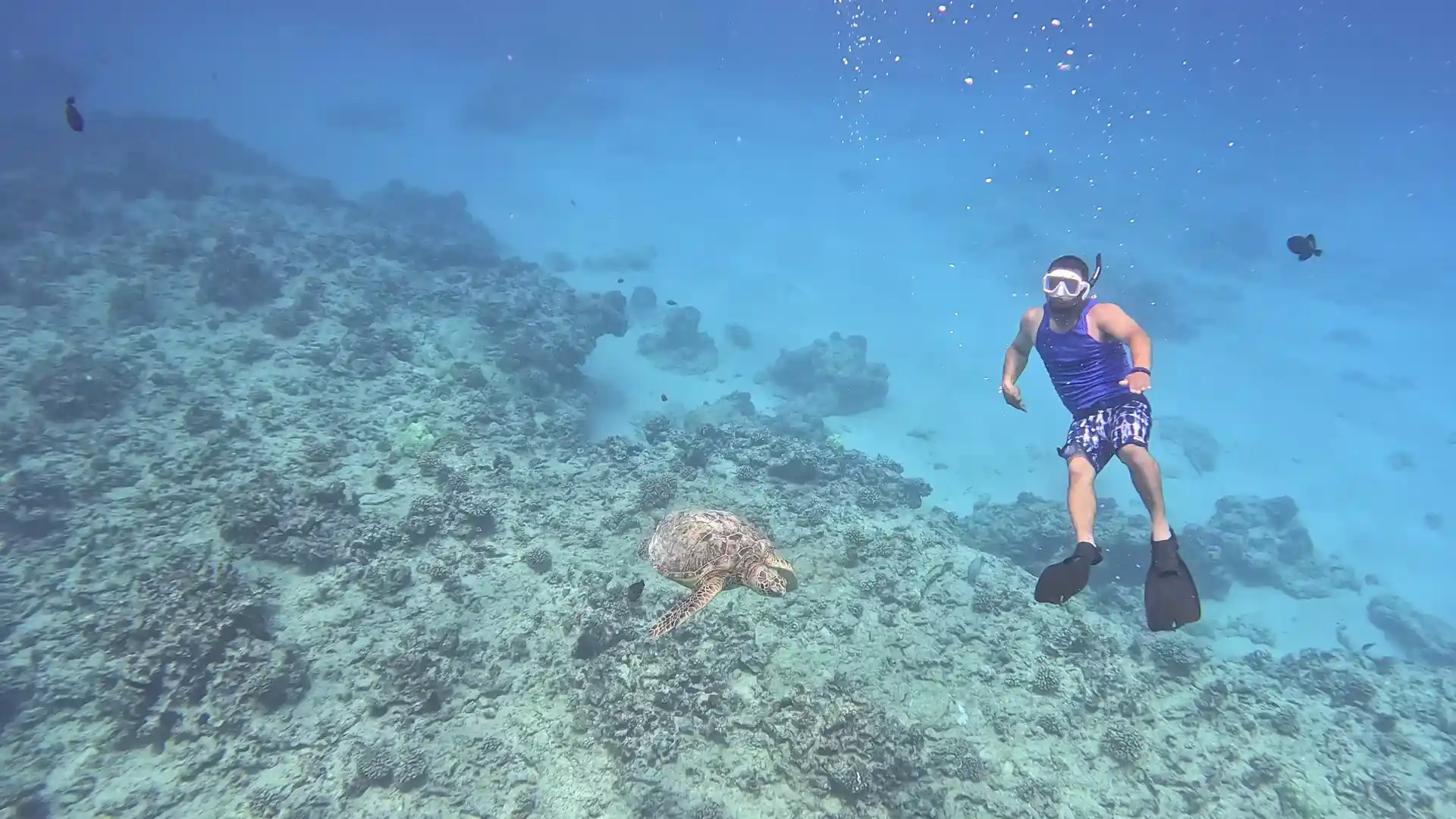 Man Free diving with green sea turtle above reef at Turtle Canyon