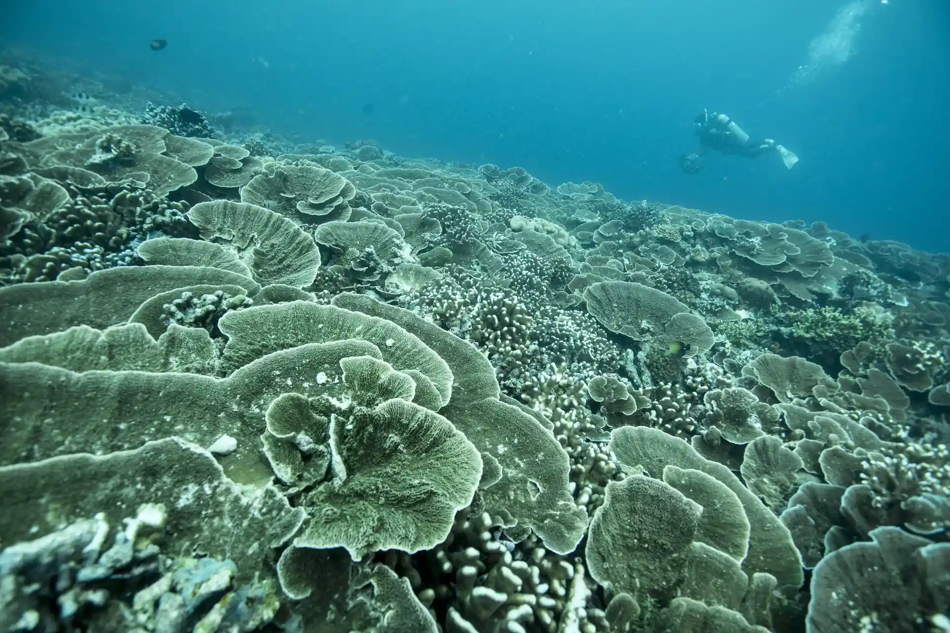Dive site photo