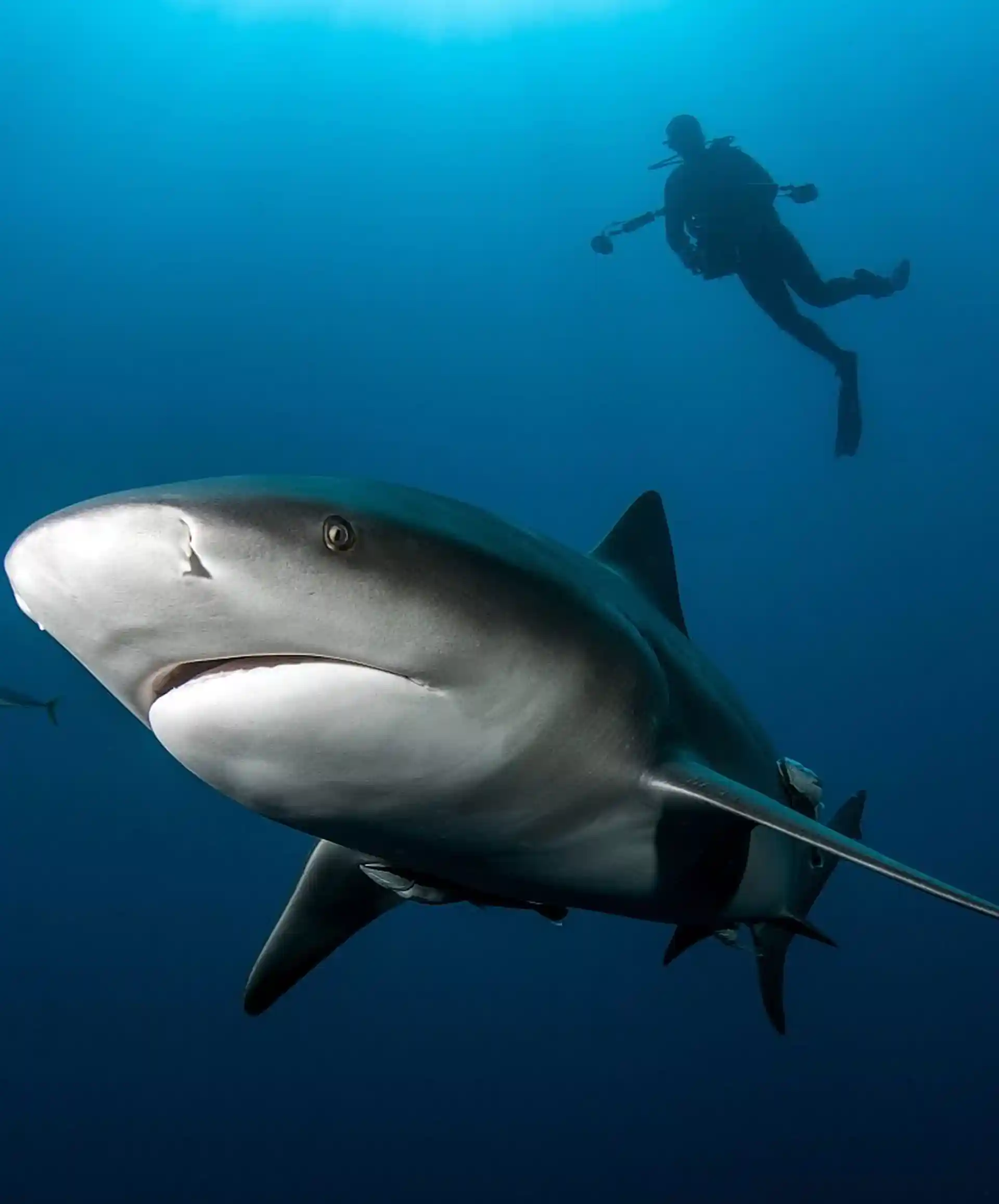 ダイビングサイトの写真